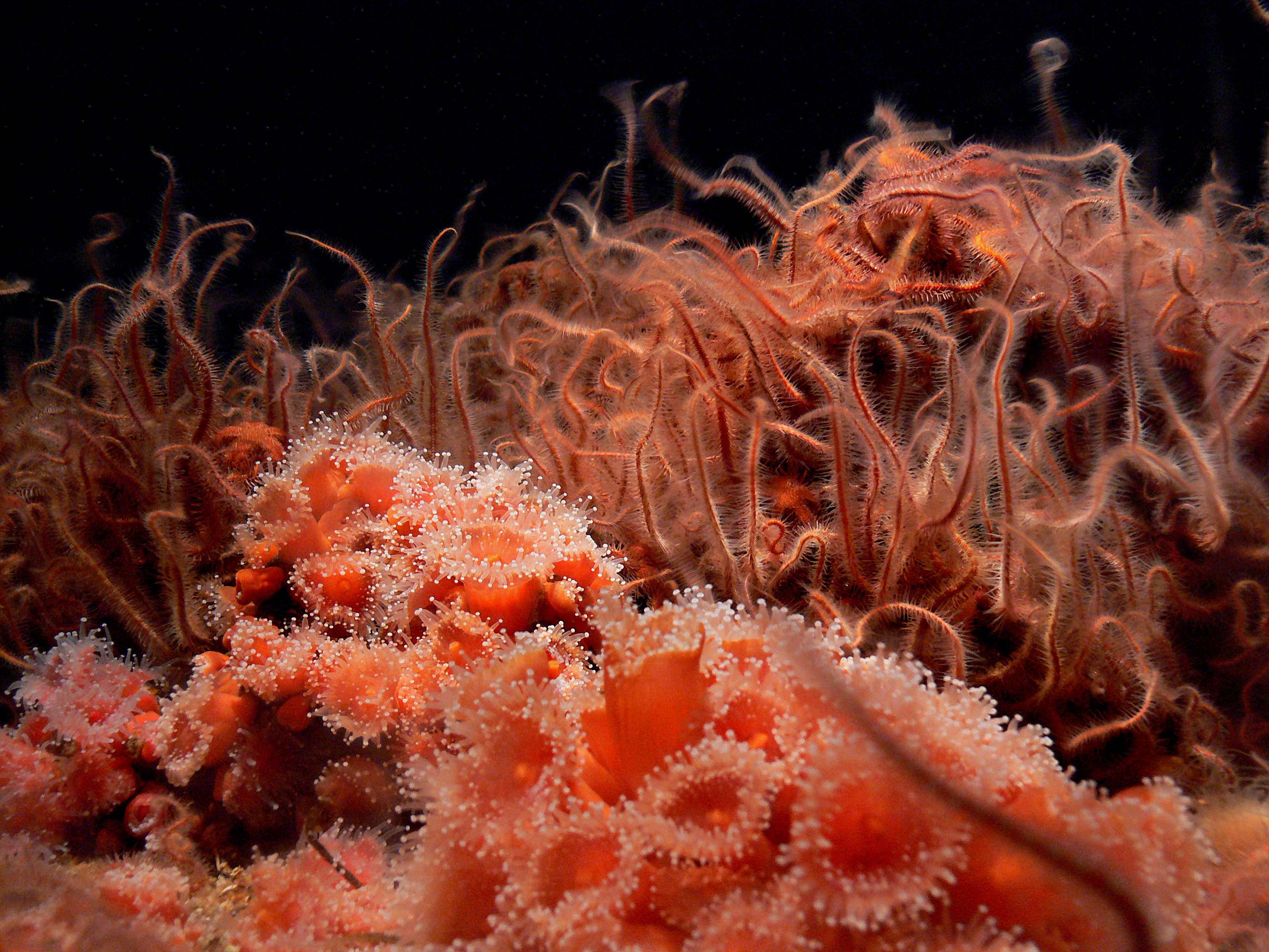 Кишечнополостные водоросли. Анемоны актинии. Красный коралл Кишечнополостные. Коралловые полипы и водоросли. Коралловый полип царство.