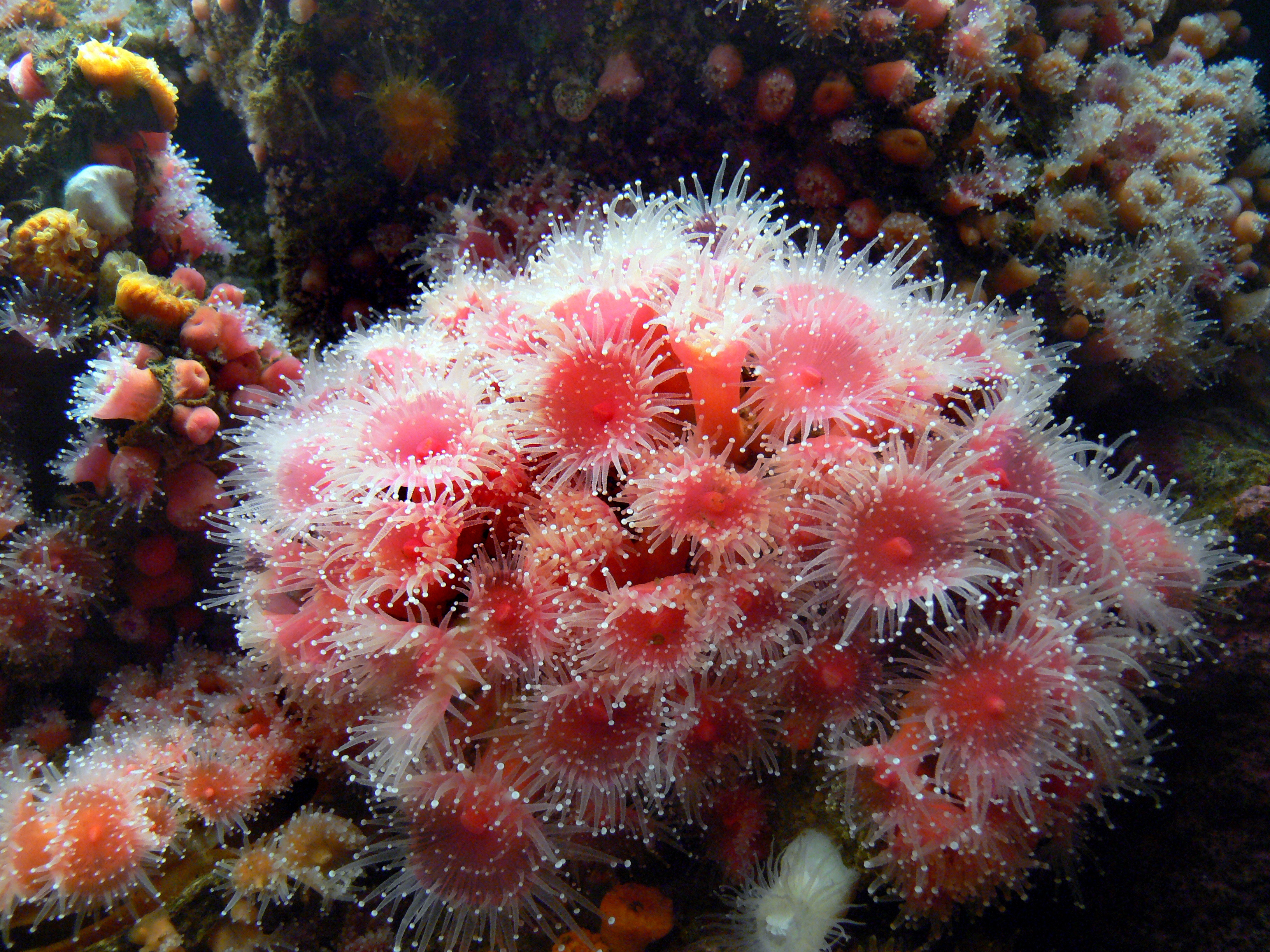 Monterey aquarium. anemones photo