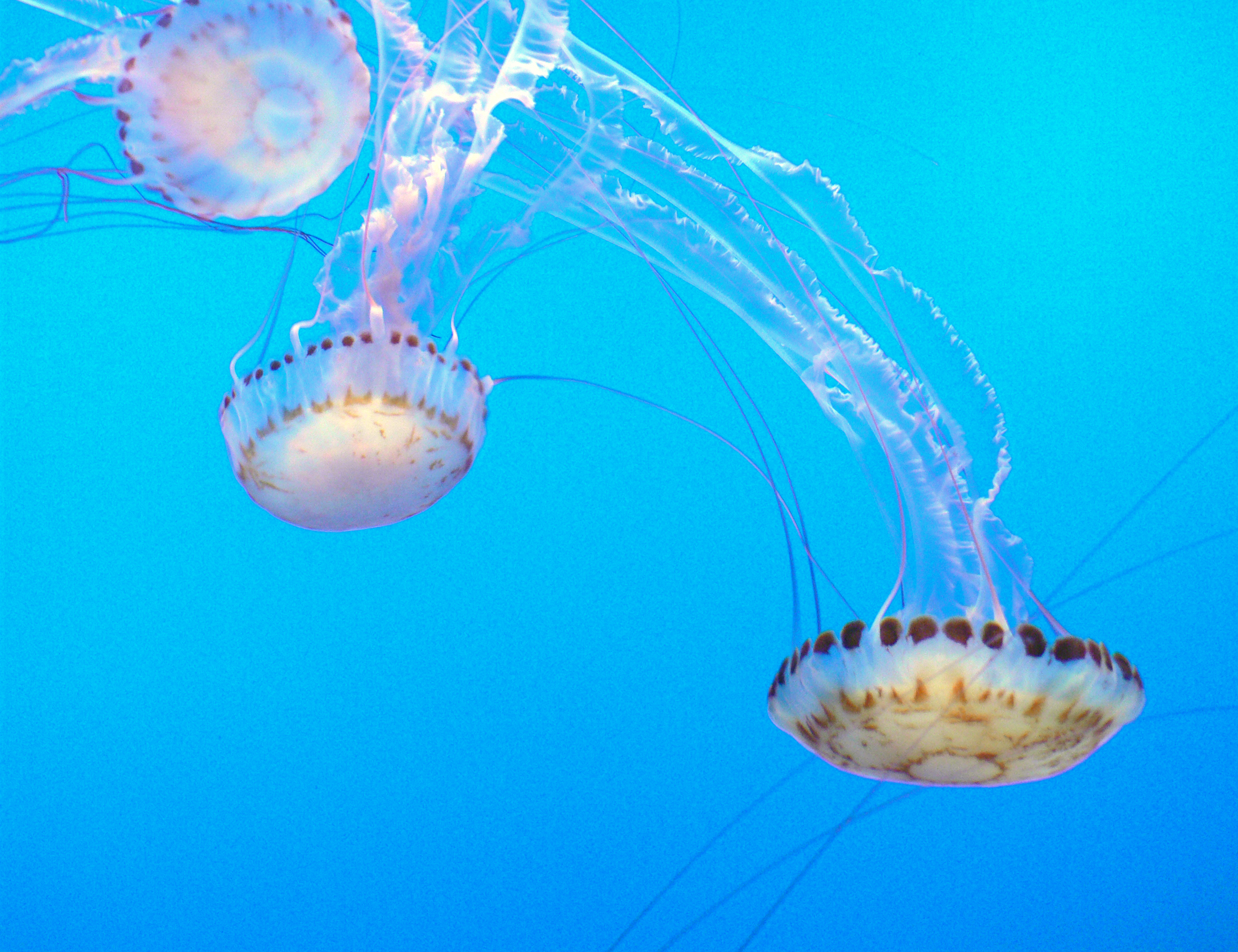 Monterey aquarium. jelly fish photo