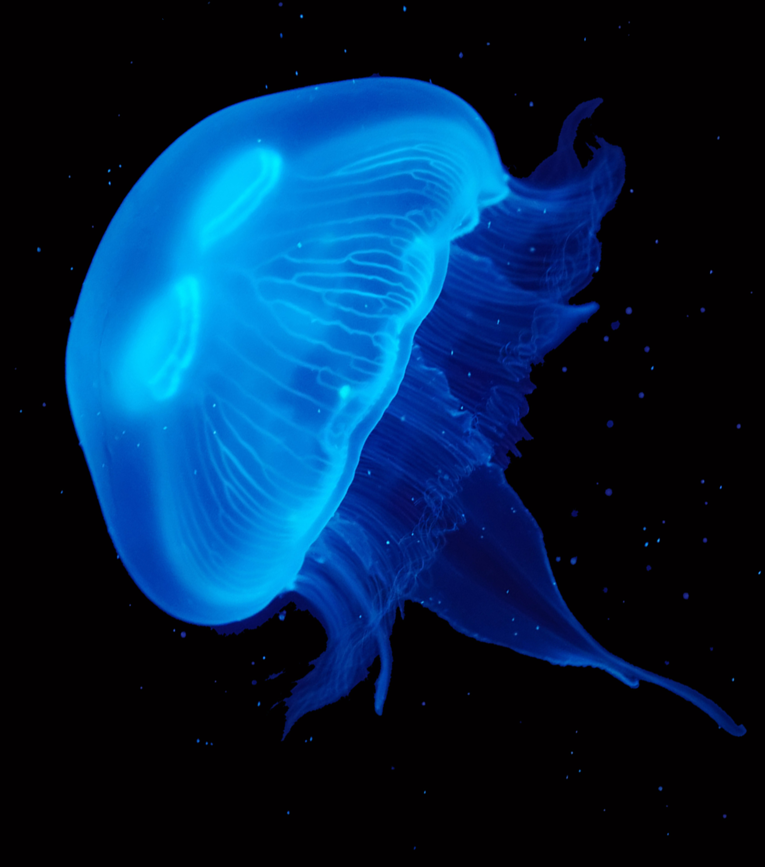 Supersize Moon Jellyfish | eBay