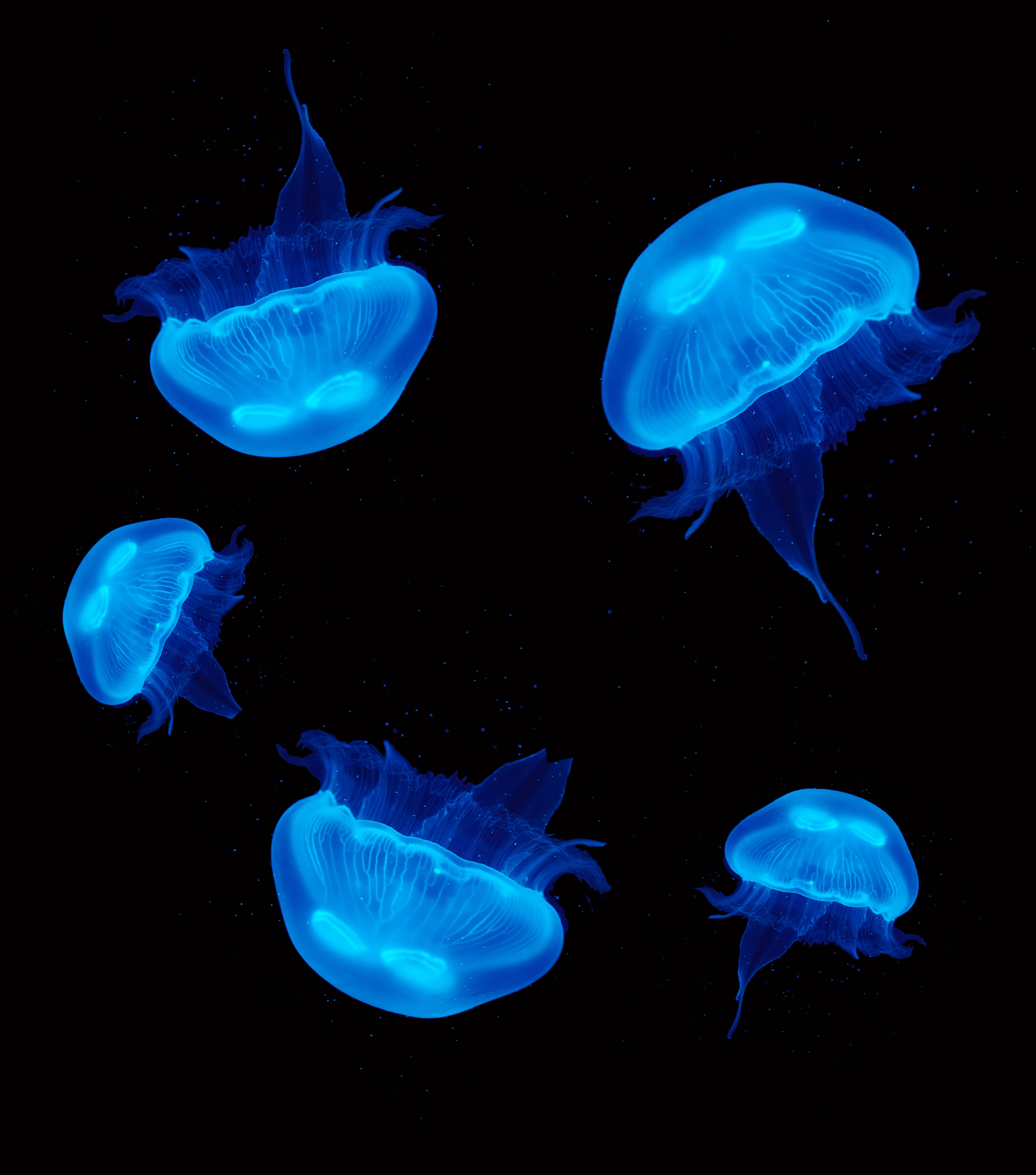 Live Pet Jellyfish | 5 x Size Mix | Moon Jellyfish | eBay