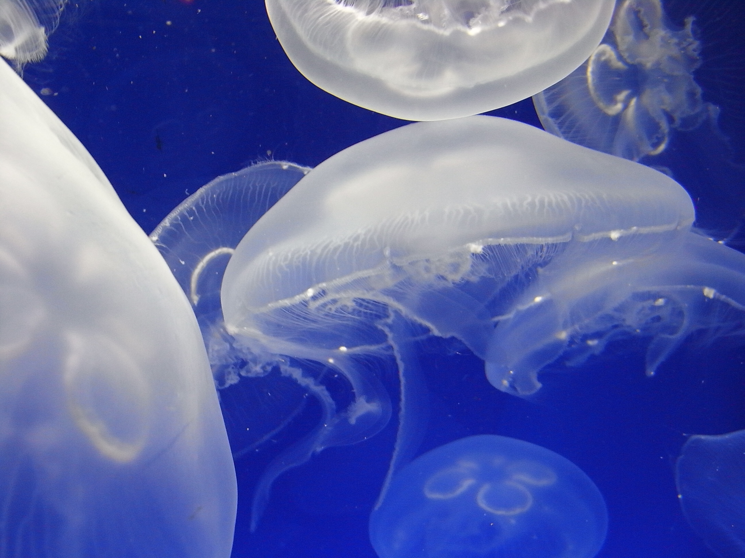Moon Jellyfish, Blue, Jelly, Jellyfish, Moon, HQ Photo
