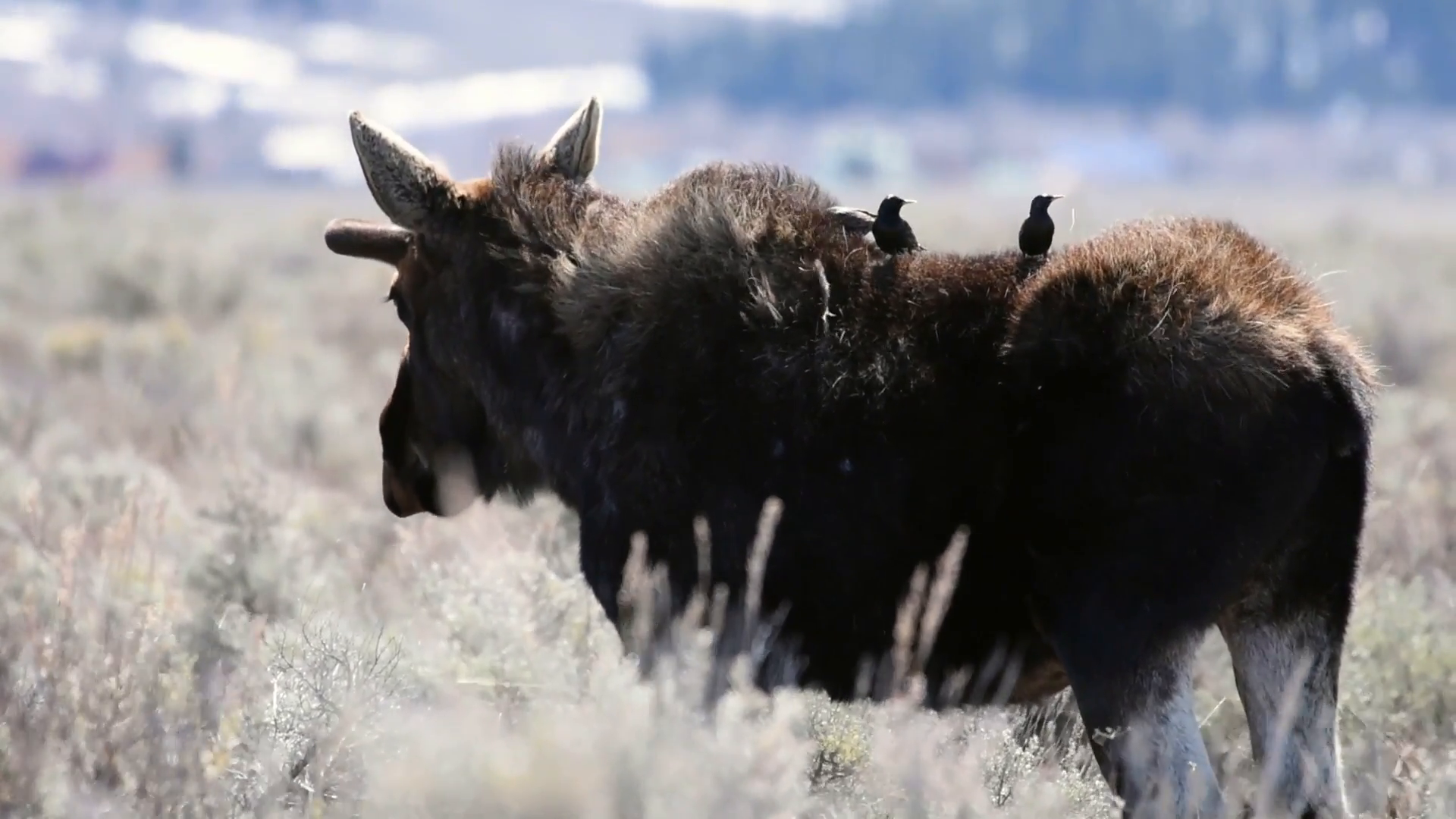 Bull moose with starlings on his back Stock Video Footage - VideoBlocks
