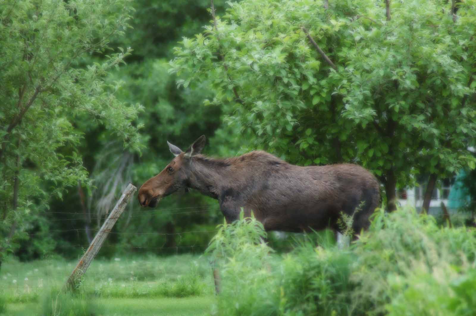 Moose and Fencepost, Animal, Bspo06, Forest, Moose, HQ Photo