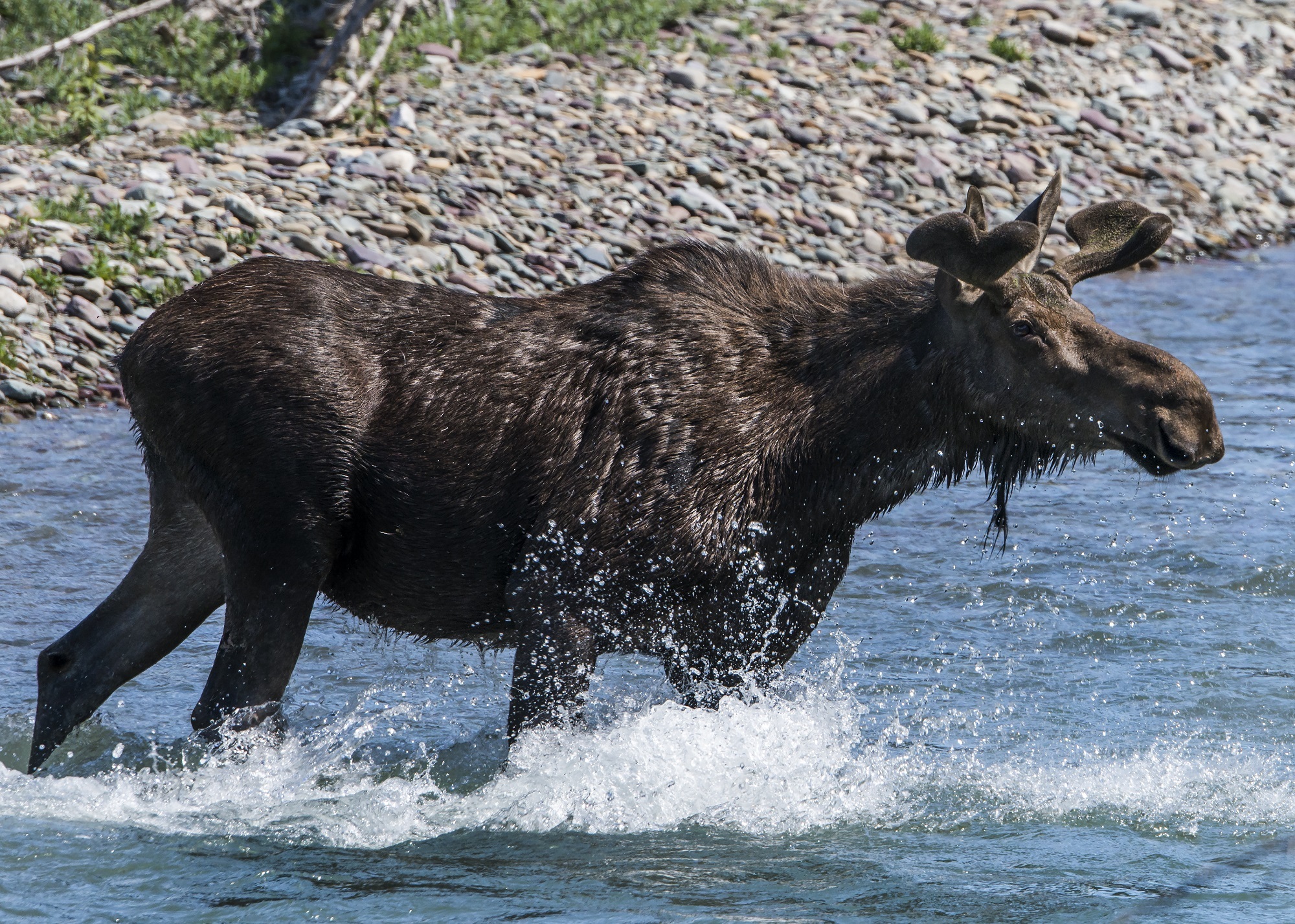Moose in the river photo