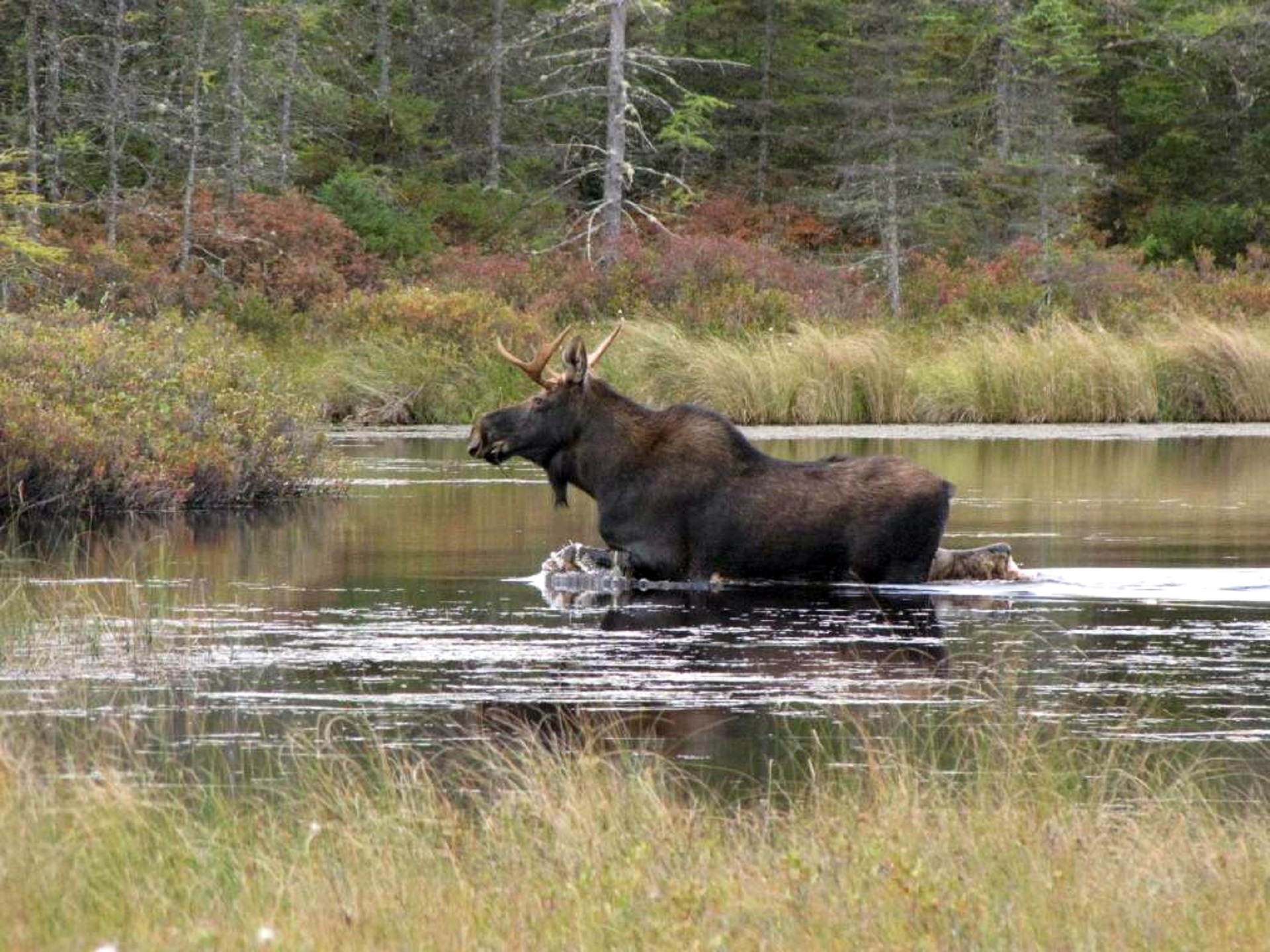 Moose in the River, Animal, Jungle, Lake, Moose, HQ Photo