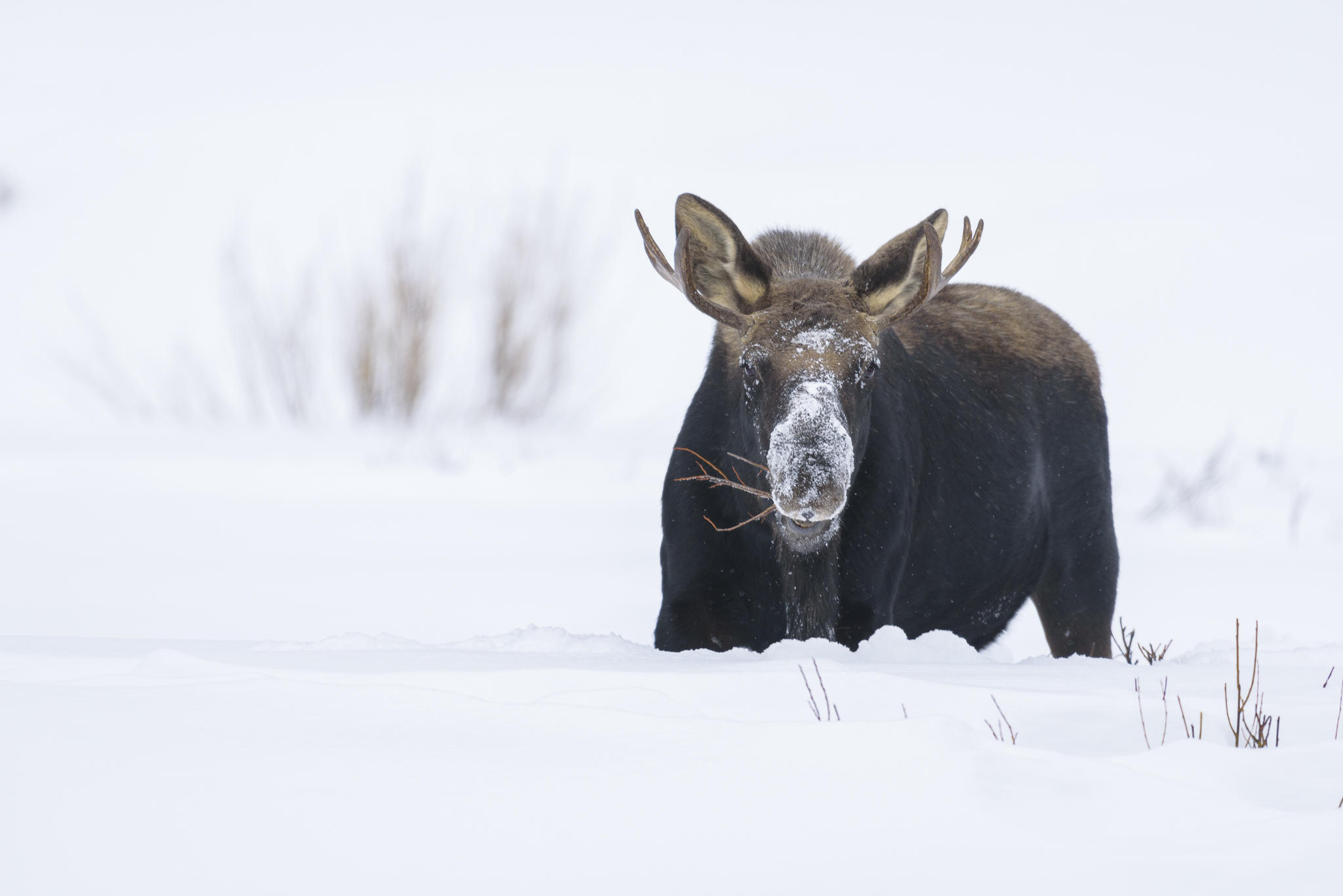 While Other Species Struggle Against Jackson's Heavy Winter, Moose ...