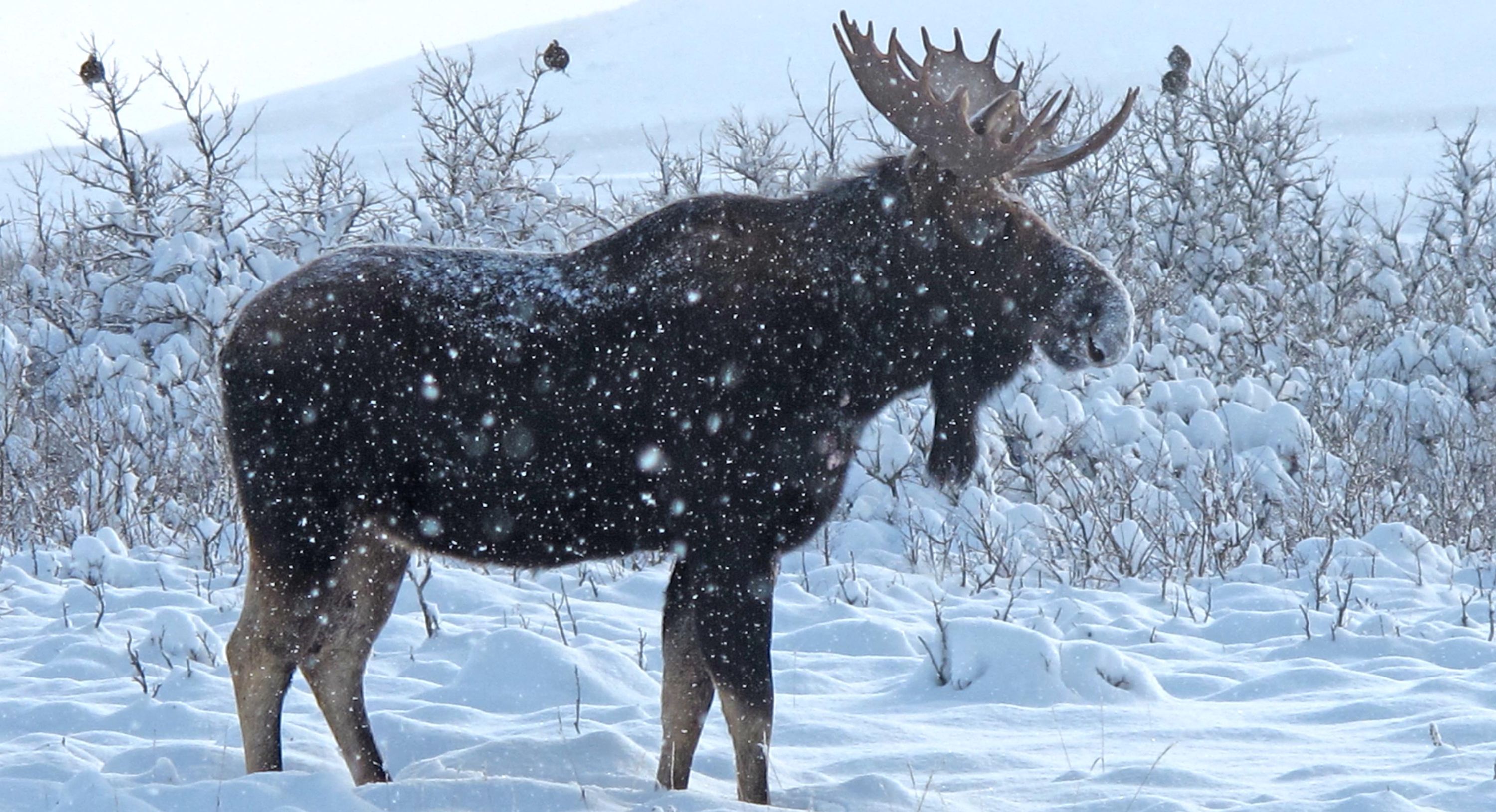 4 Tips to Find Your Late-Season Moose - harvestyourown.ca