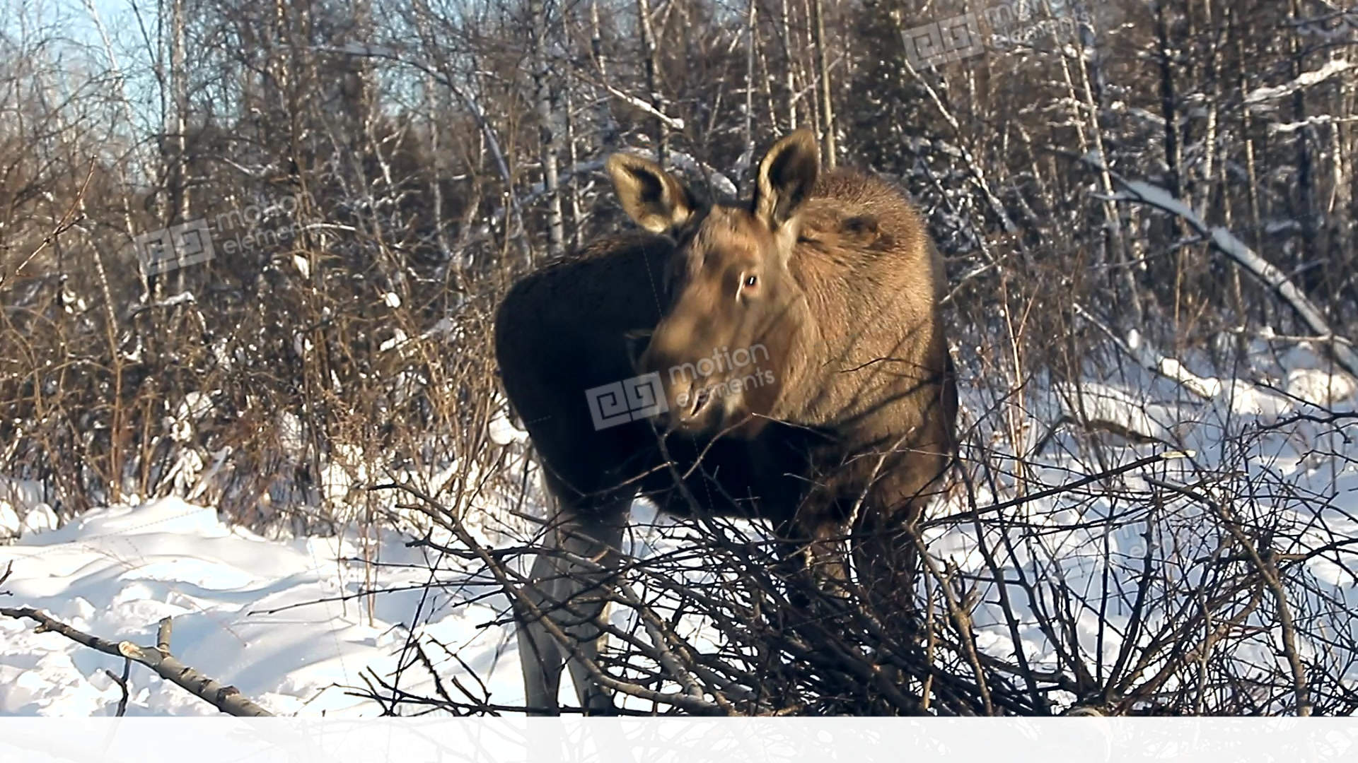 Moose In Winter Stock video footage | 11048409