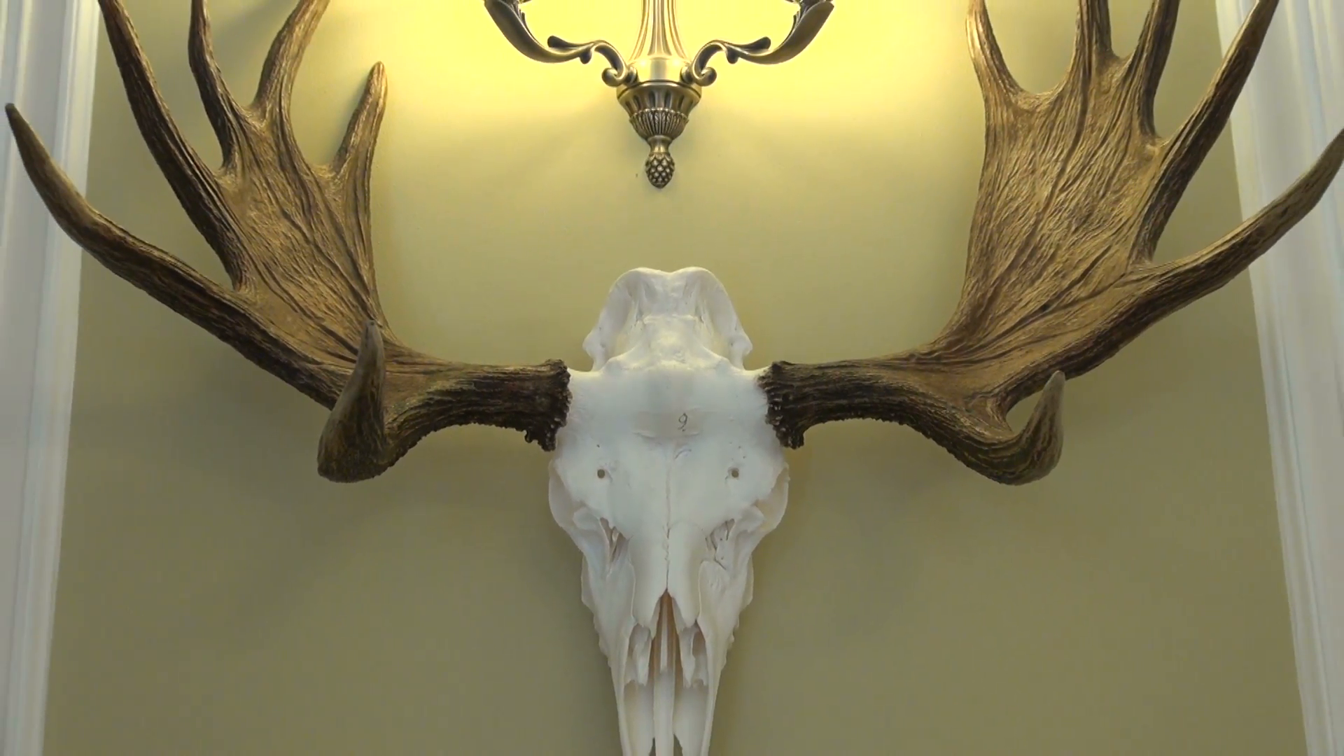 hunting trophy. Antlers horns and bone skull of moose elk on old ...