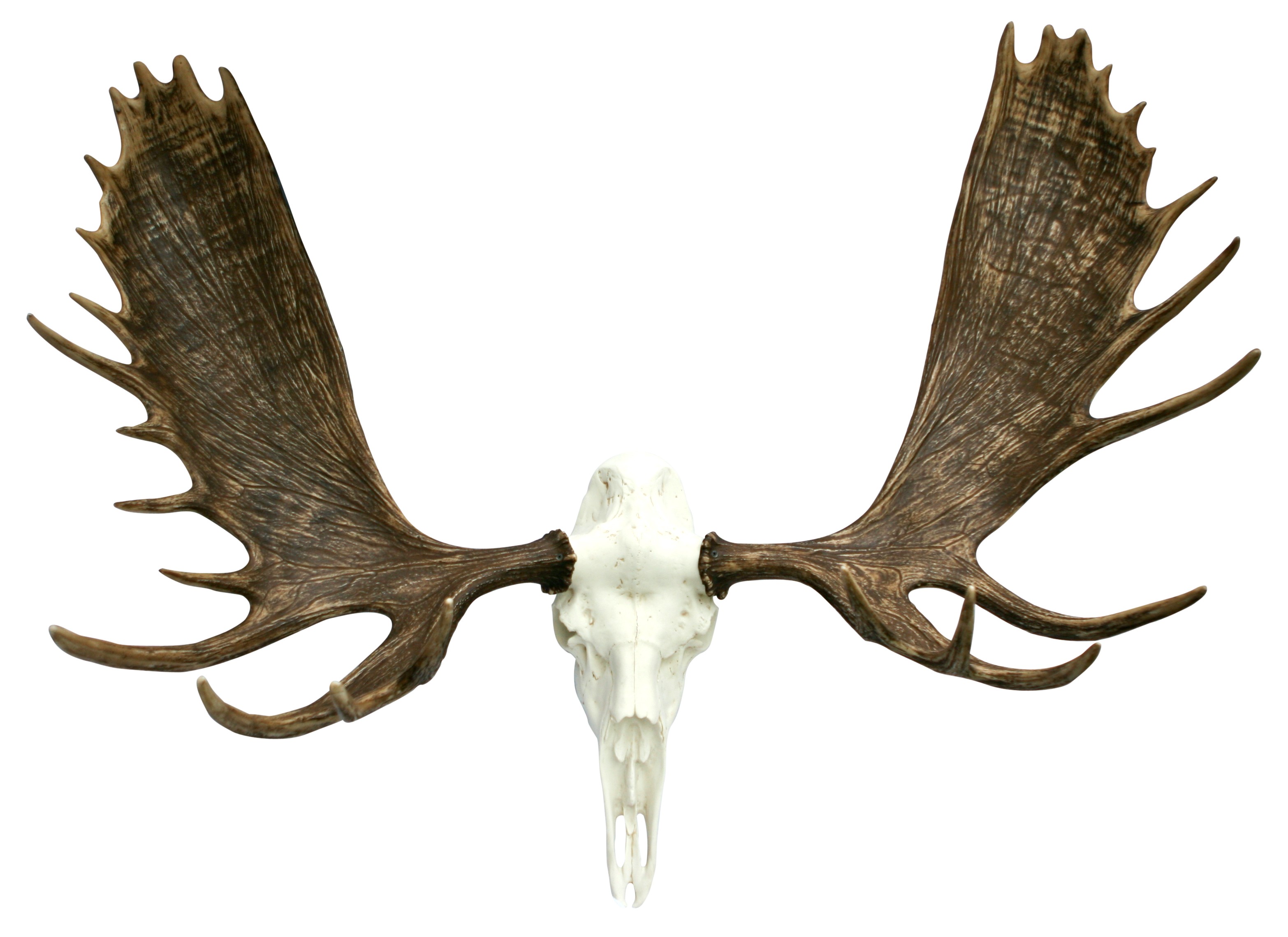 Moose trophy antlers. 