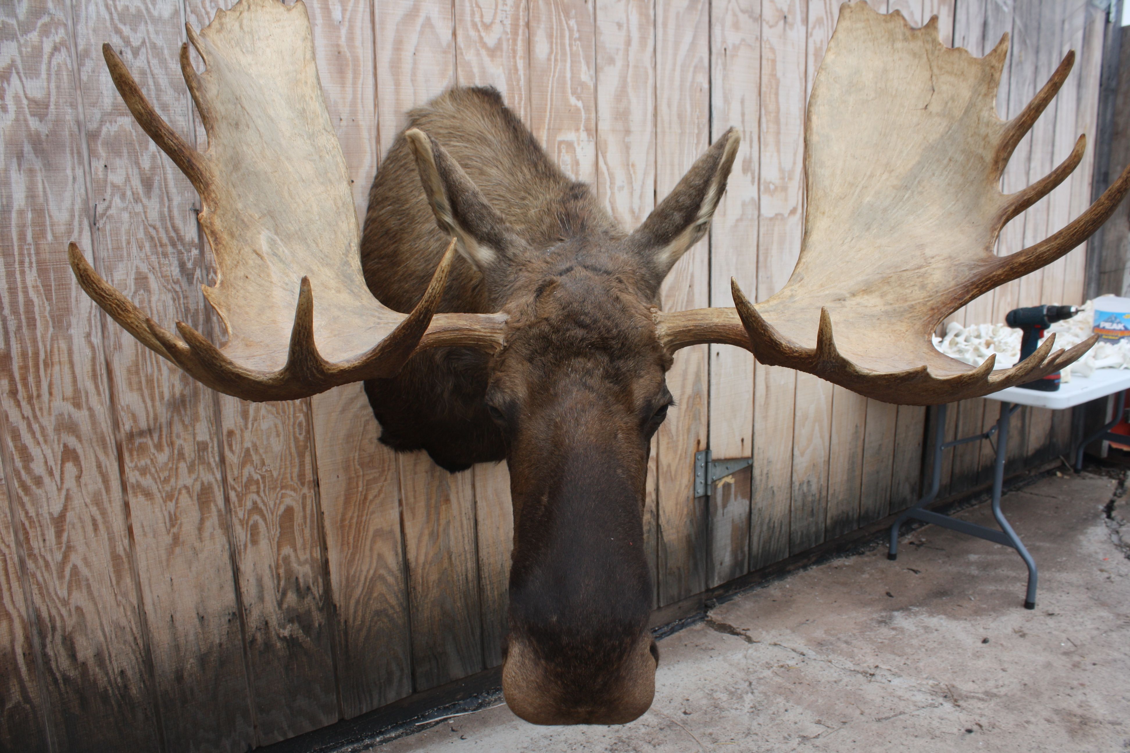 Moose Taxidermy For Sale, moose head mounts, moose horns, | Rustic ...