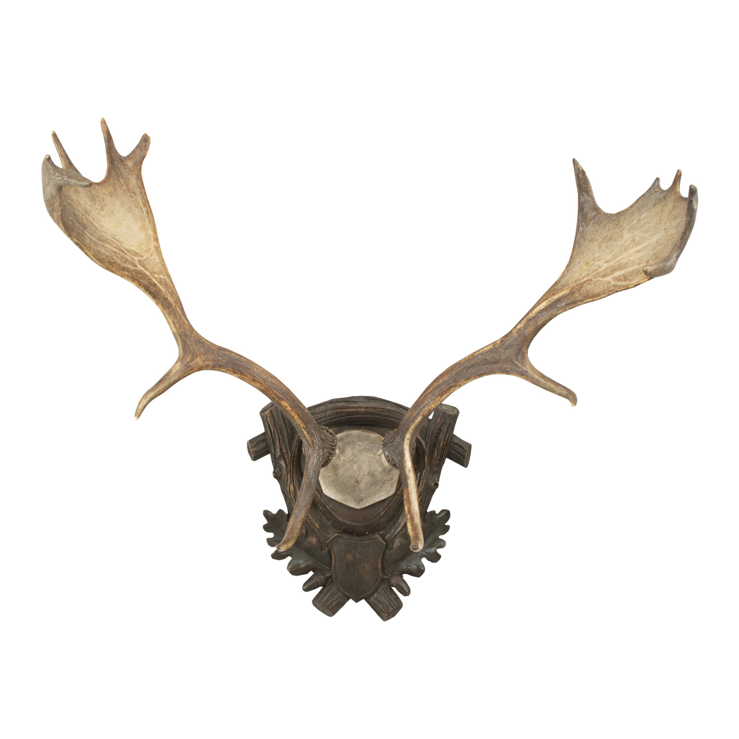 Pair of Elk, Moose Antlers For Sale at 1stdibs