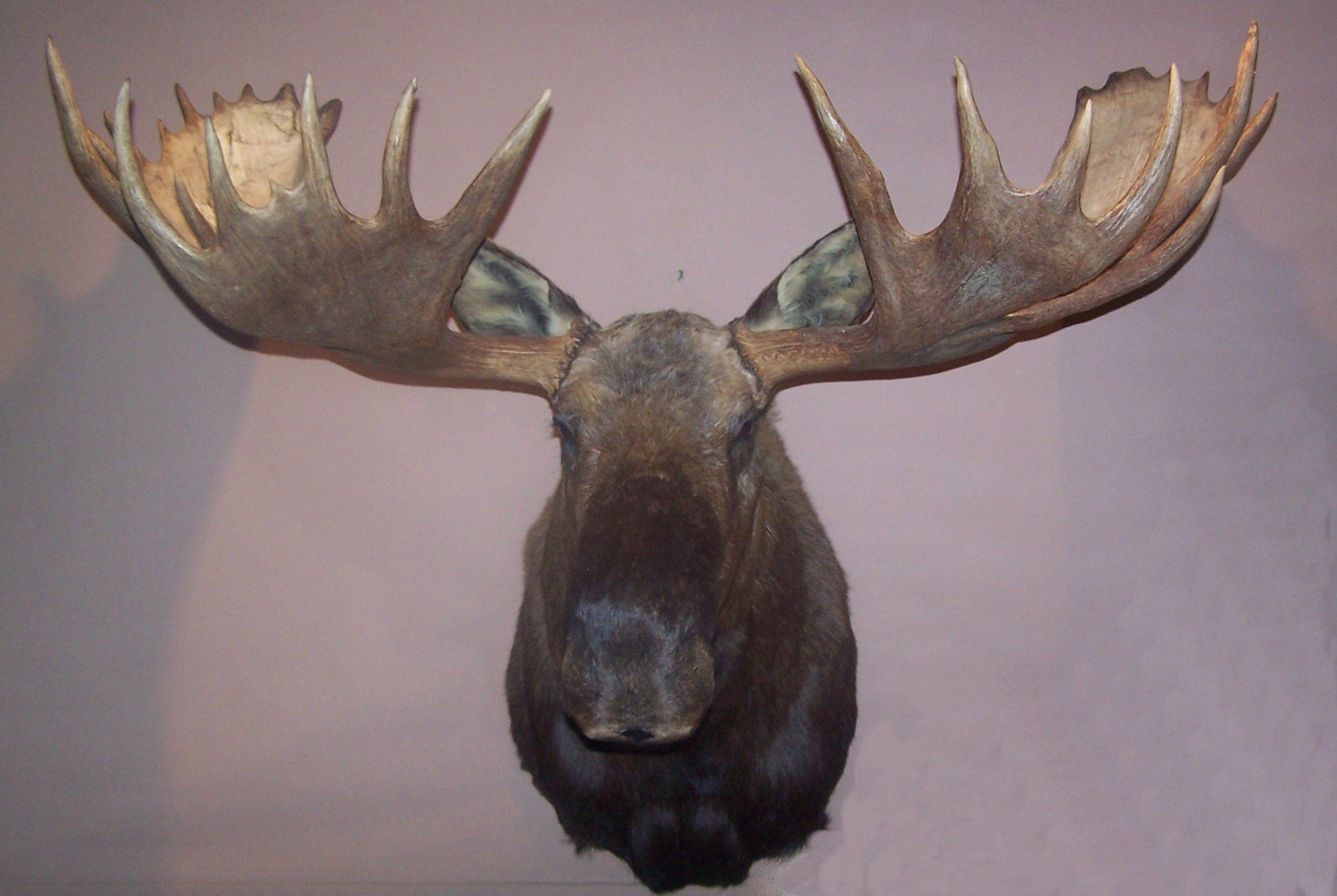 Moose trophy head photo