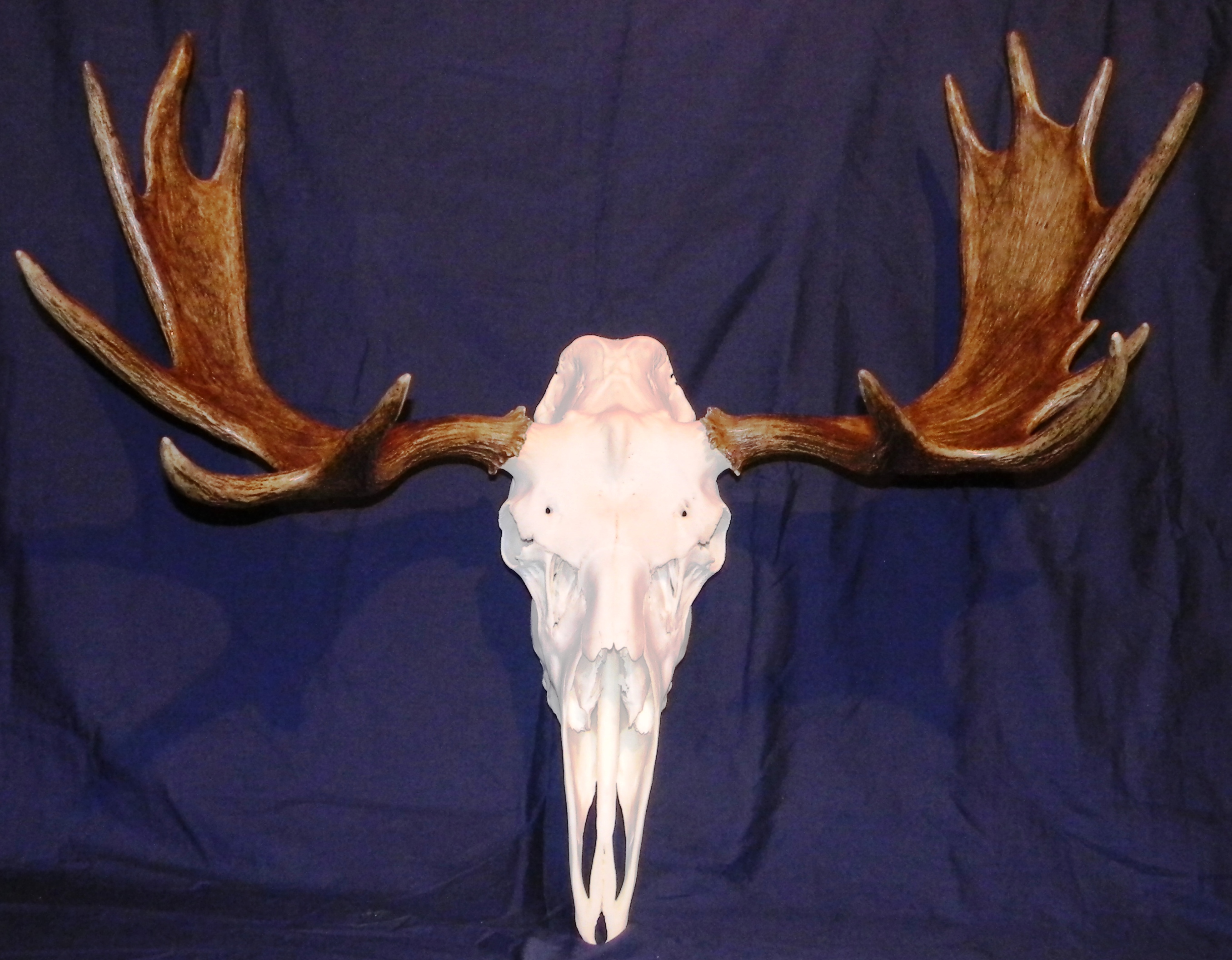 Another picture of moose skull | doublehskulls.com