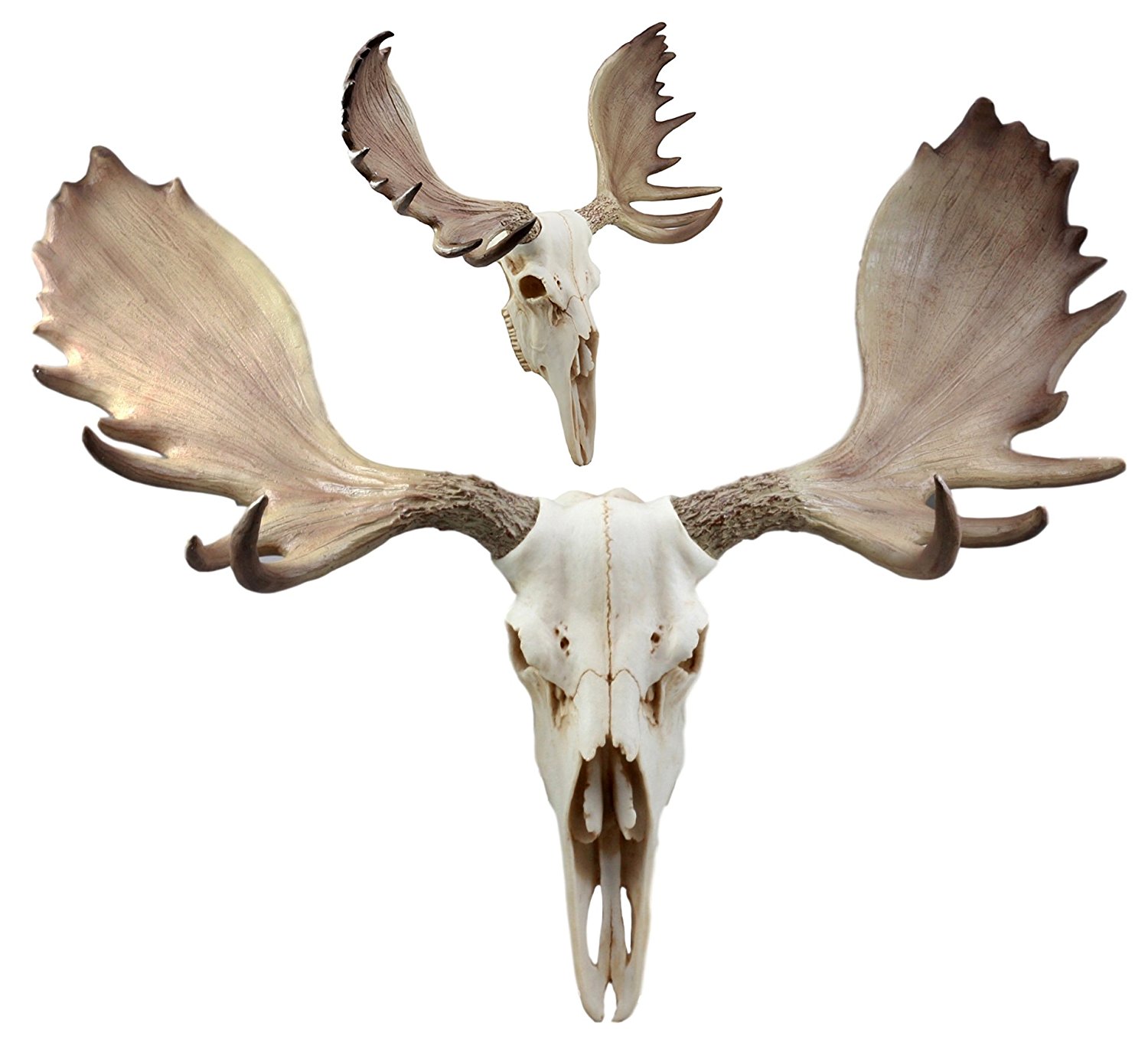 Amazon.com: Ebros Czar North American Bull Moose Skull Wall Decor 22 ...