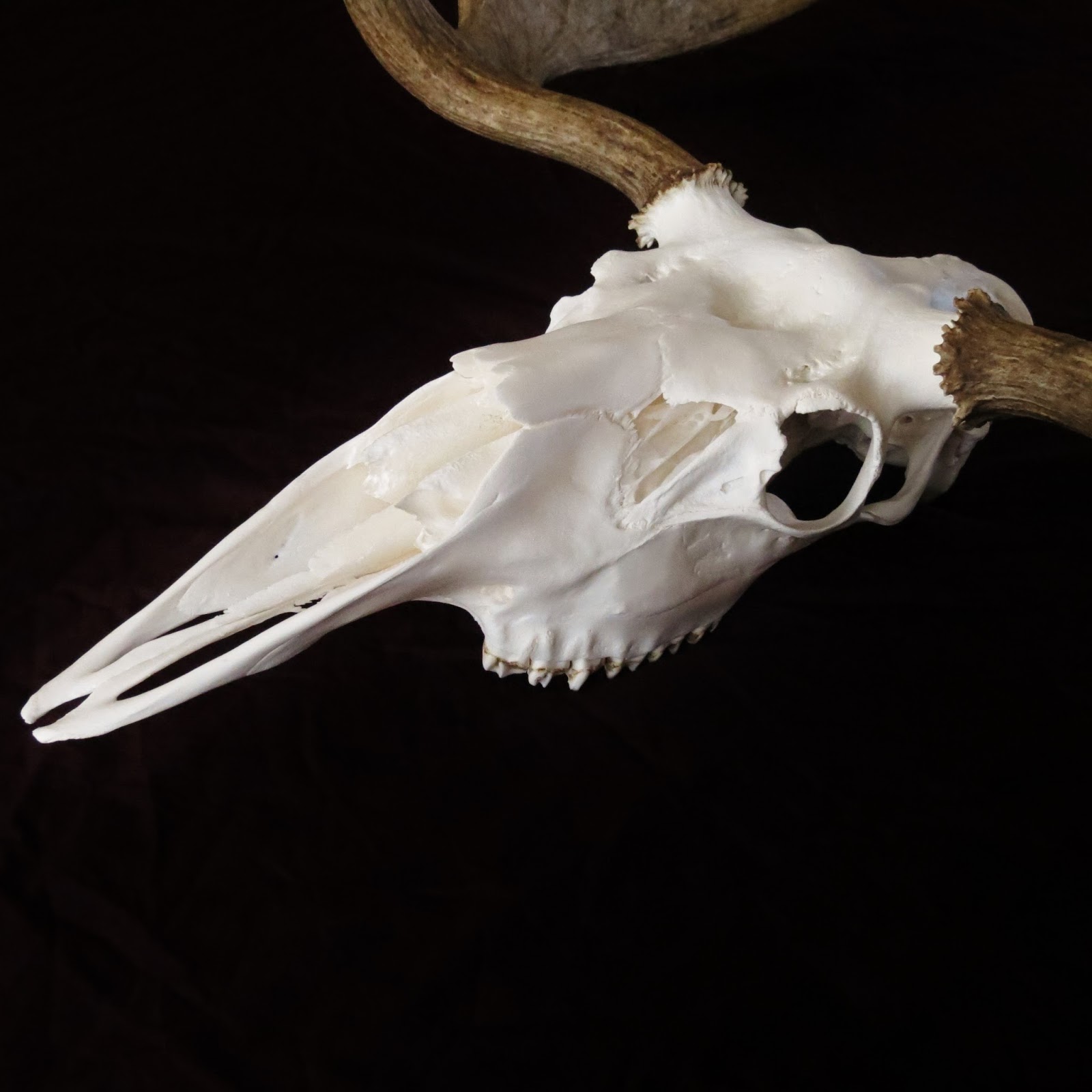 Marsh Taxidermy: Moose, Bison, Large Skulls