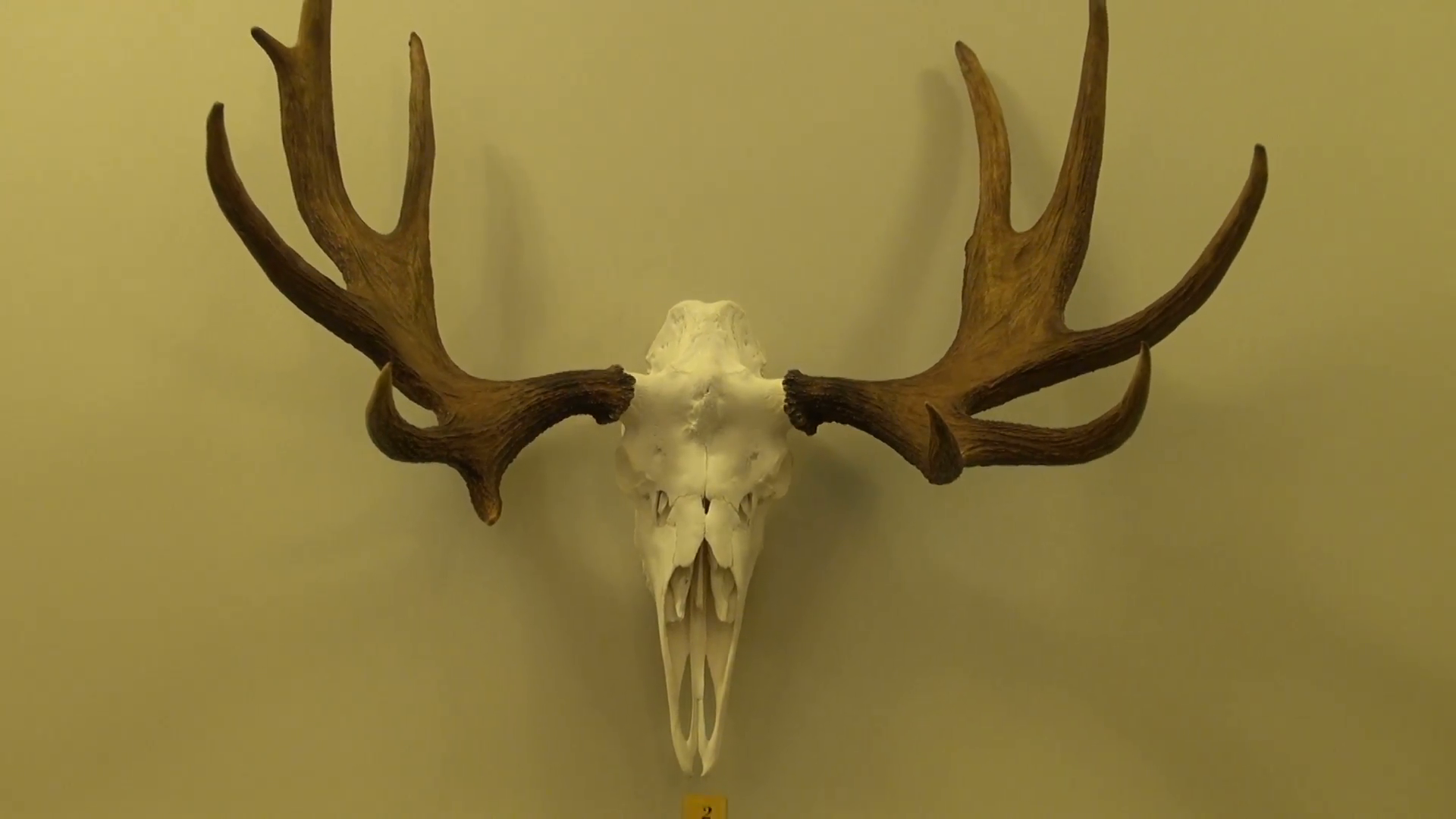 Moose skull with horns on museum's white wall Stock Video Footage ...