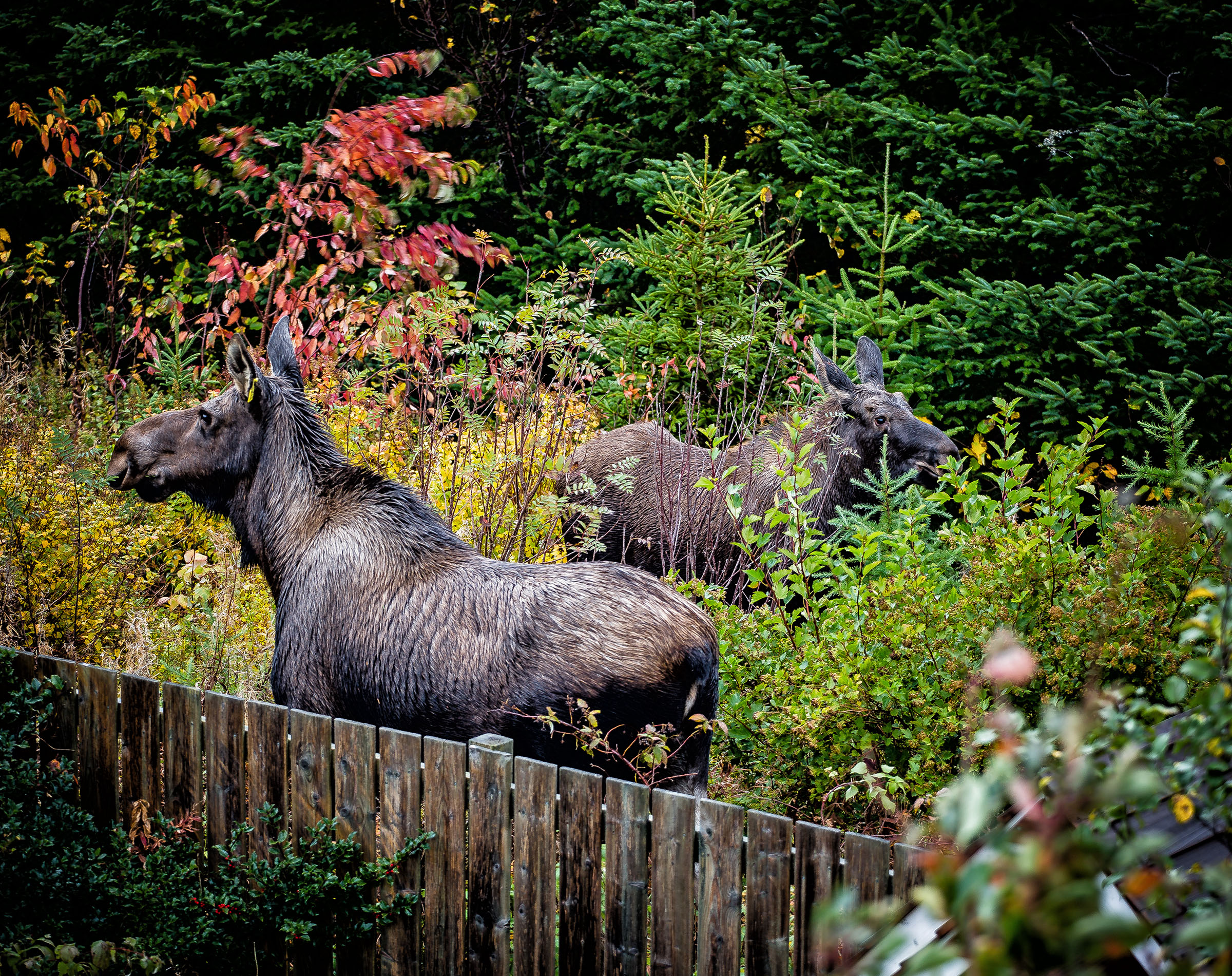 Moose, Alces, Hunting, Wildlife, Wilderness, HQ Photo
