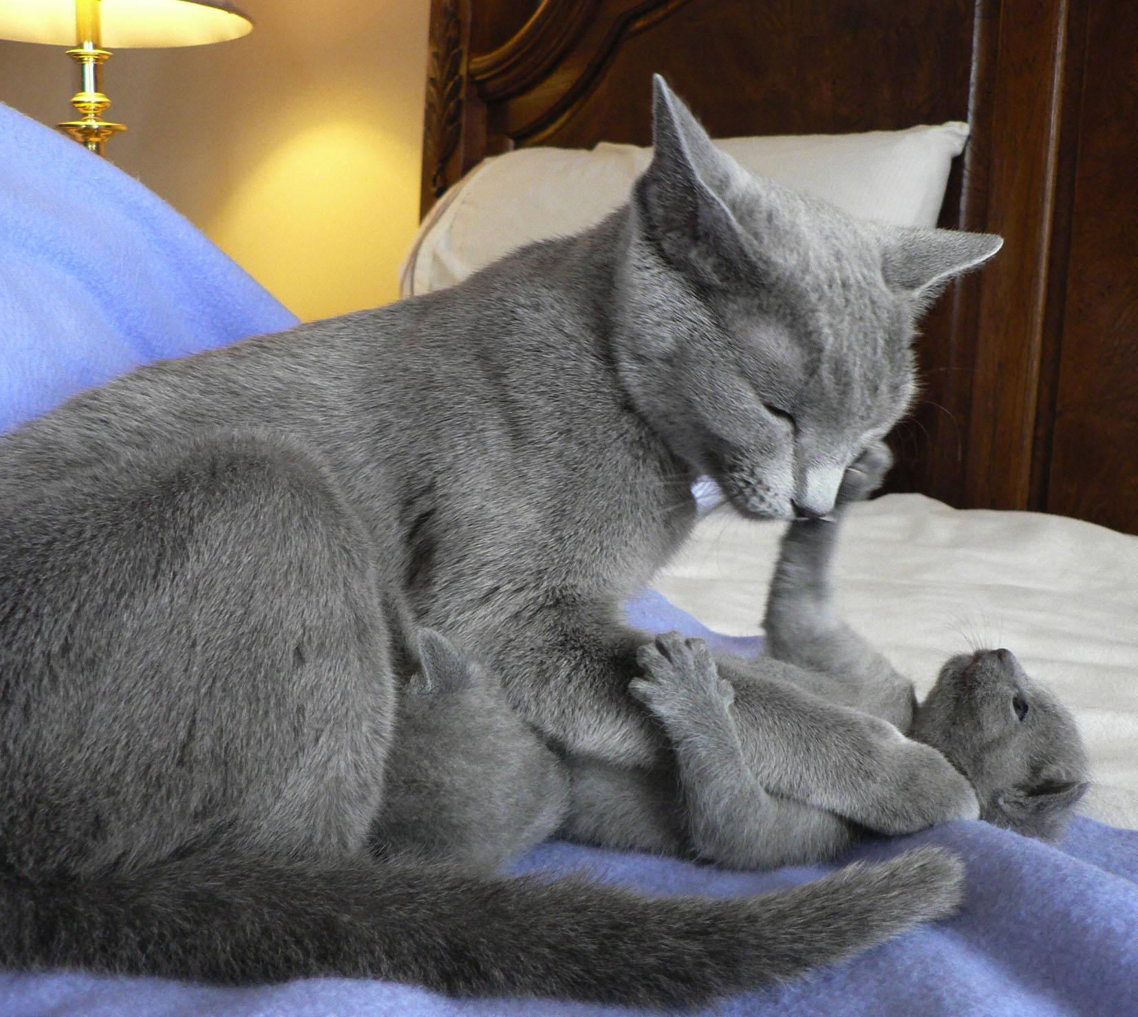 8 Reasons to Get a Russian Blue Cat - Mashoid