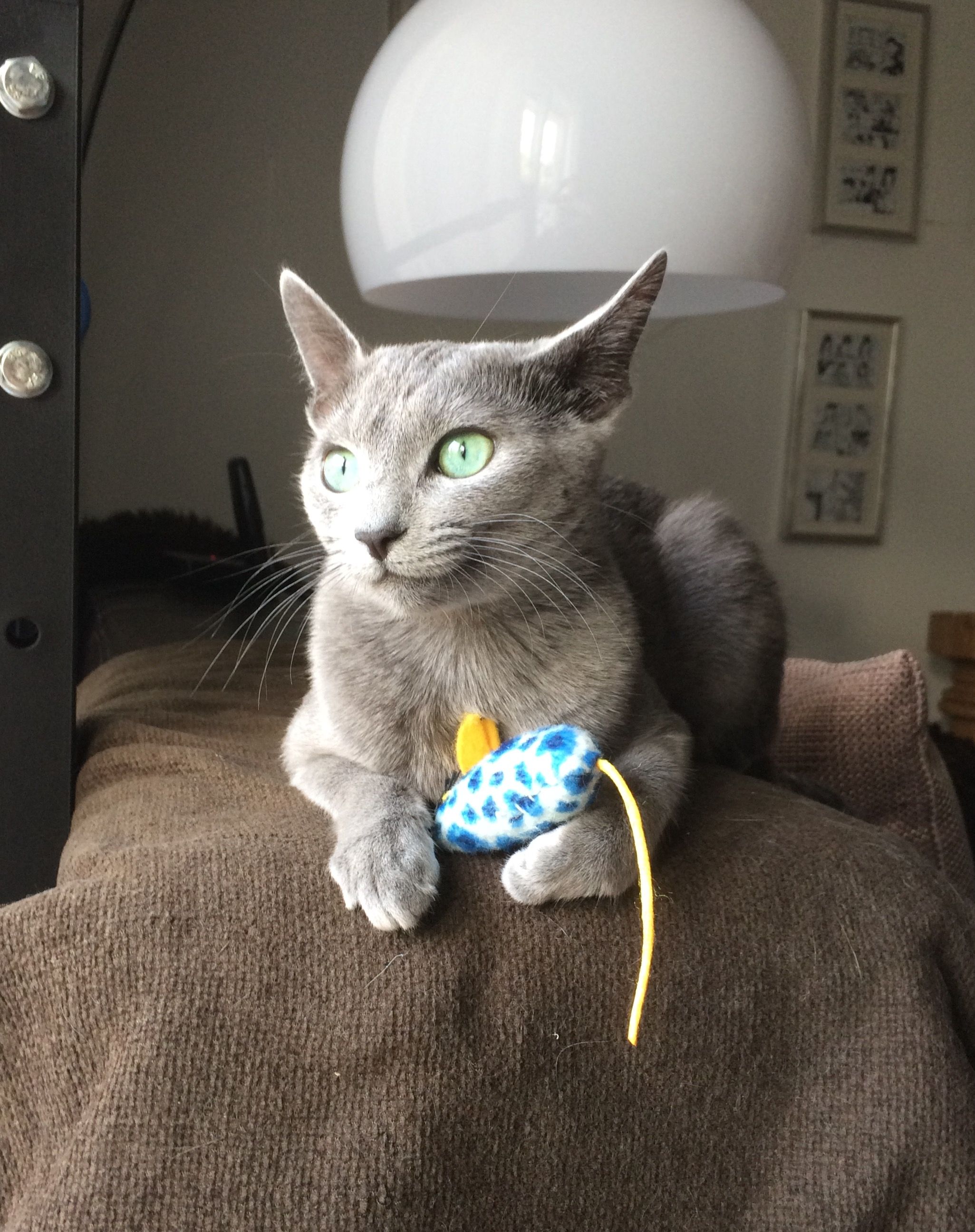 Ivy, my Russian Blue cat, 6 month old. RB s have a reserved ...
