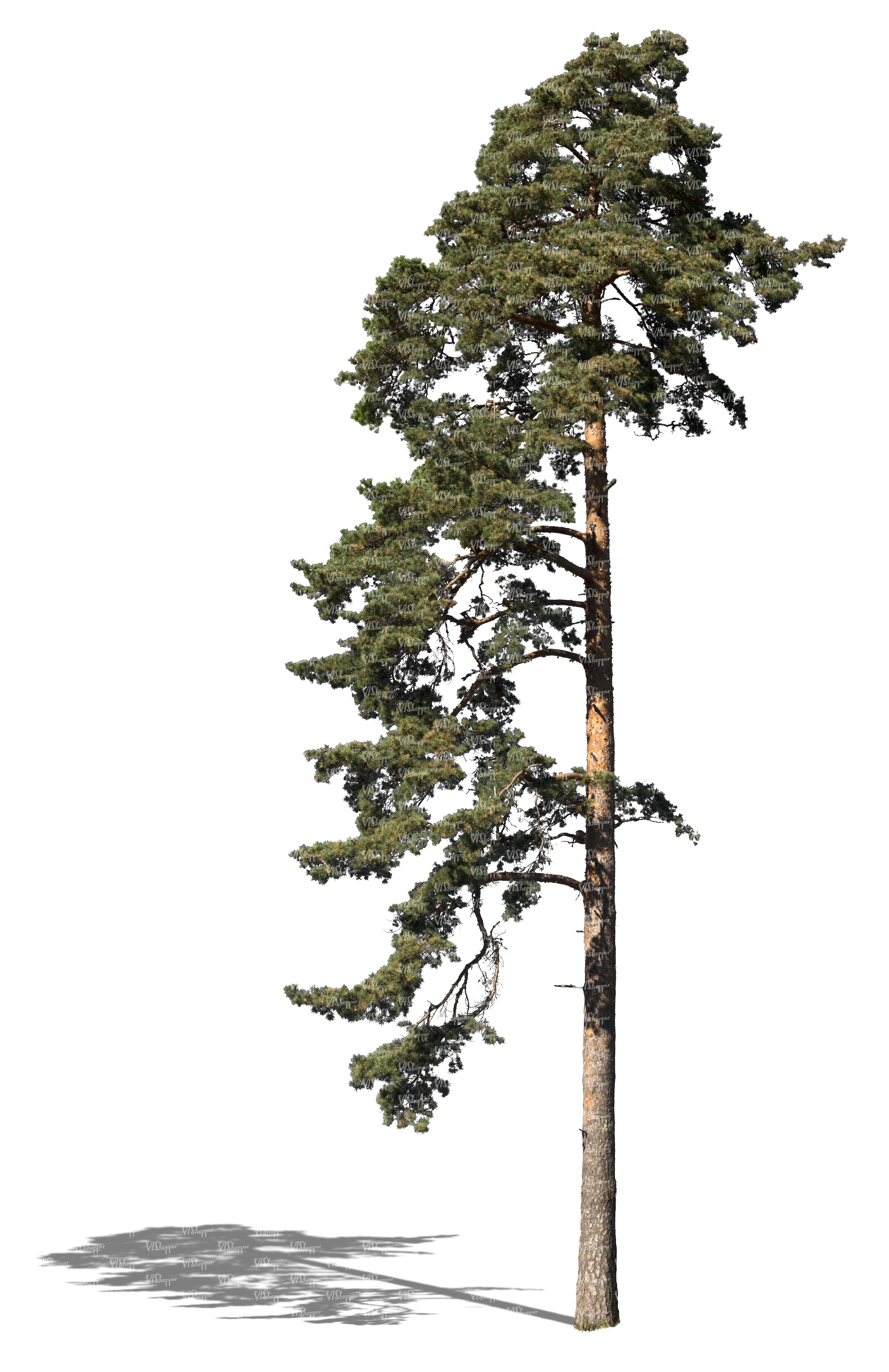 cut out pine tree with more branches on one side - cut out trees and ...