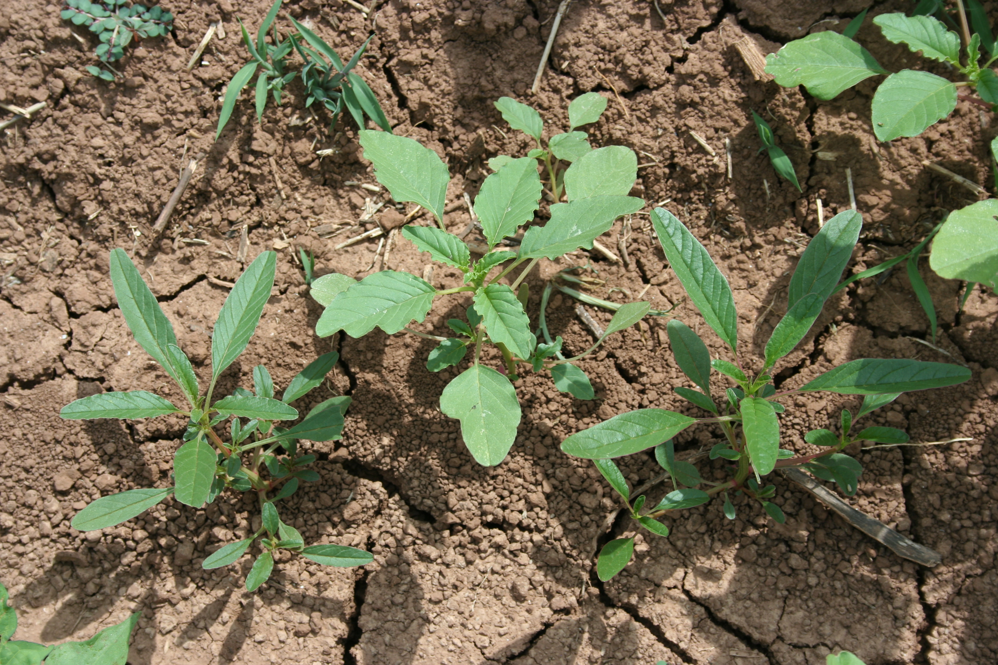 AgriLife Extension specialist: Weed resistance could call for a more ...