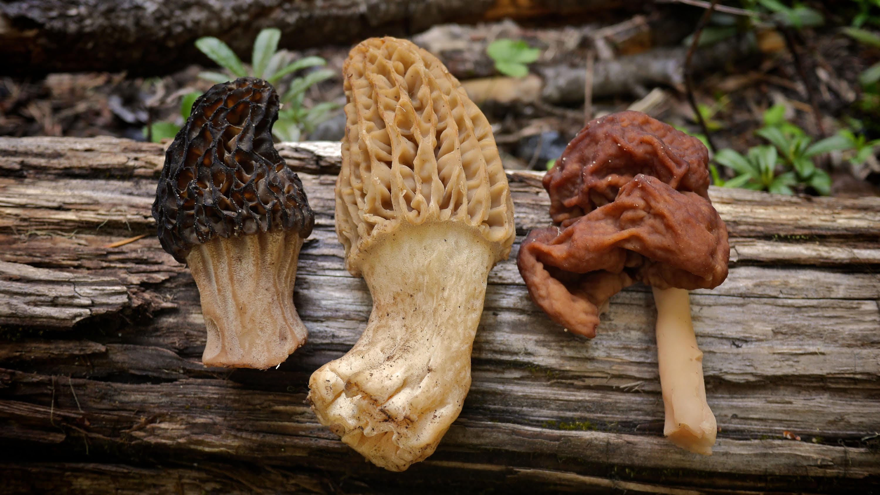 Morel Mushrooms 101: How to safely locate and harvest morels - YouTube