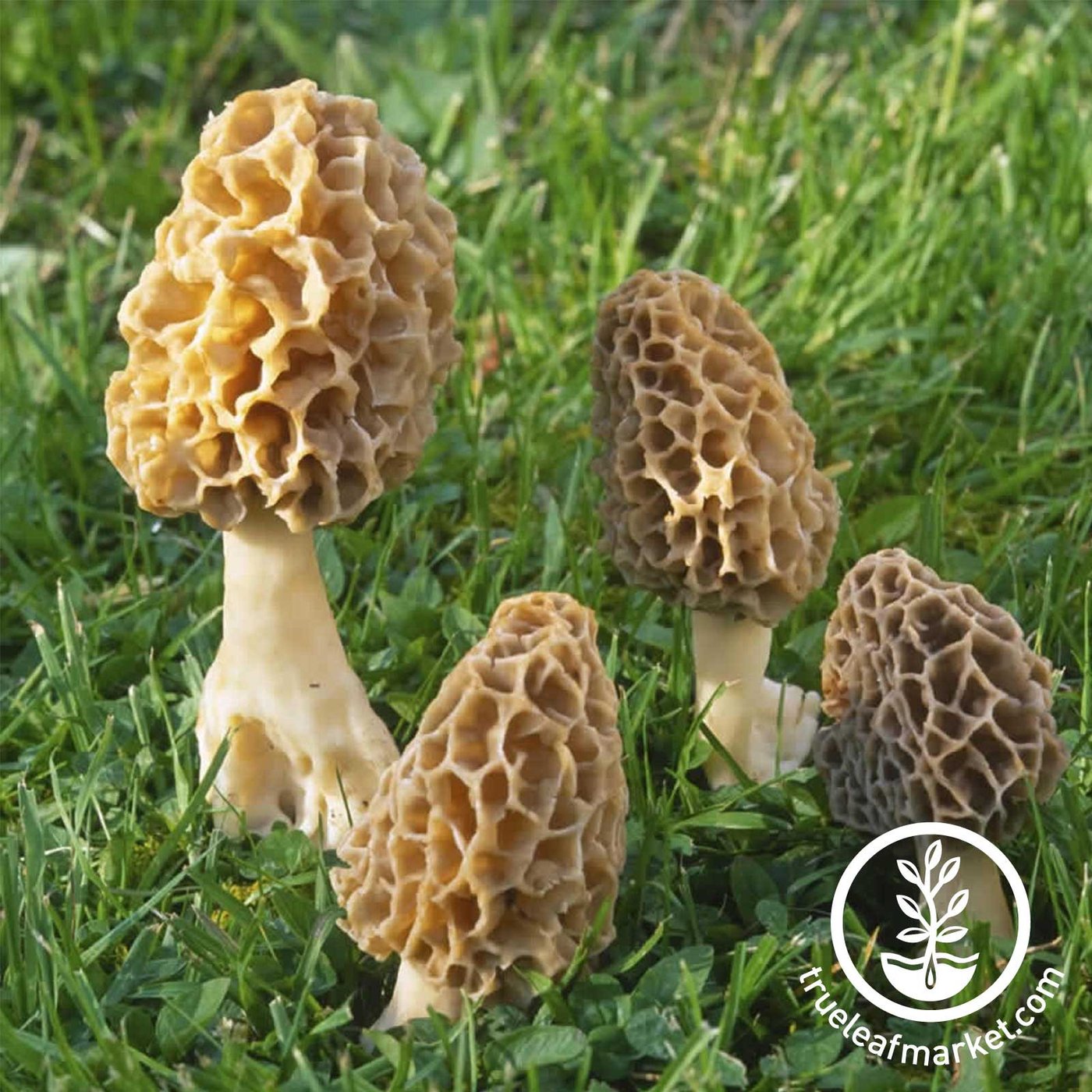 Dehydrated Morel Mushrooms | Gourmet Edible Dried Mushrooms