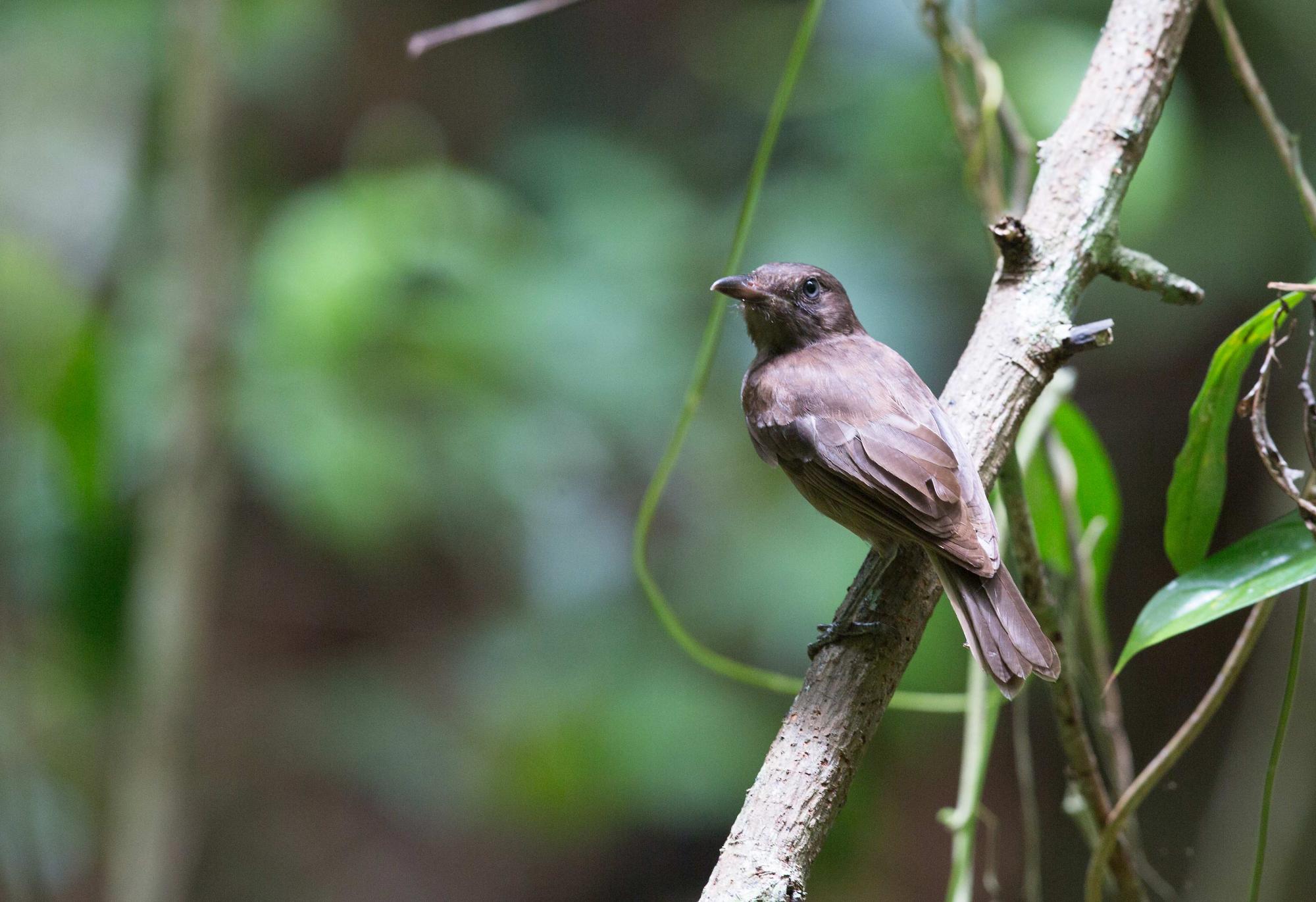 Morningbird (Pachycephala tenebrosa) Morningbird | the Internet Bird ...