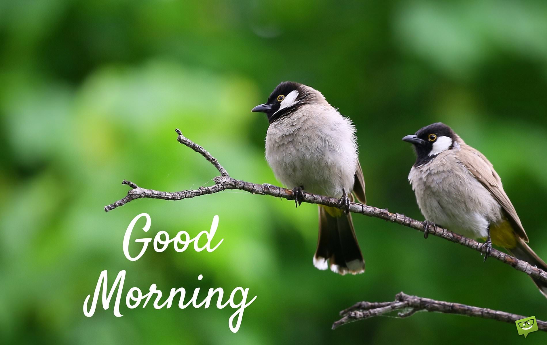 Friends for a Flying Start | Good Morning Pictures with Birds