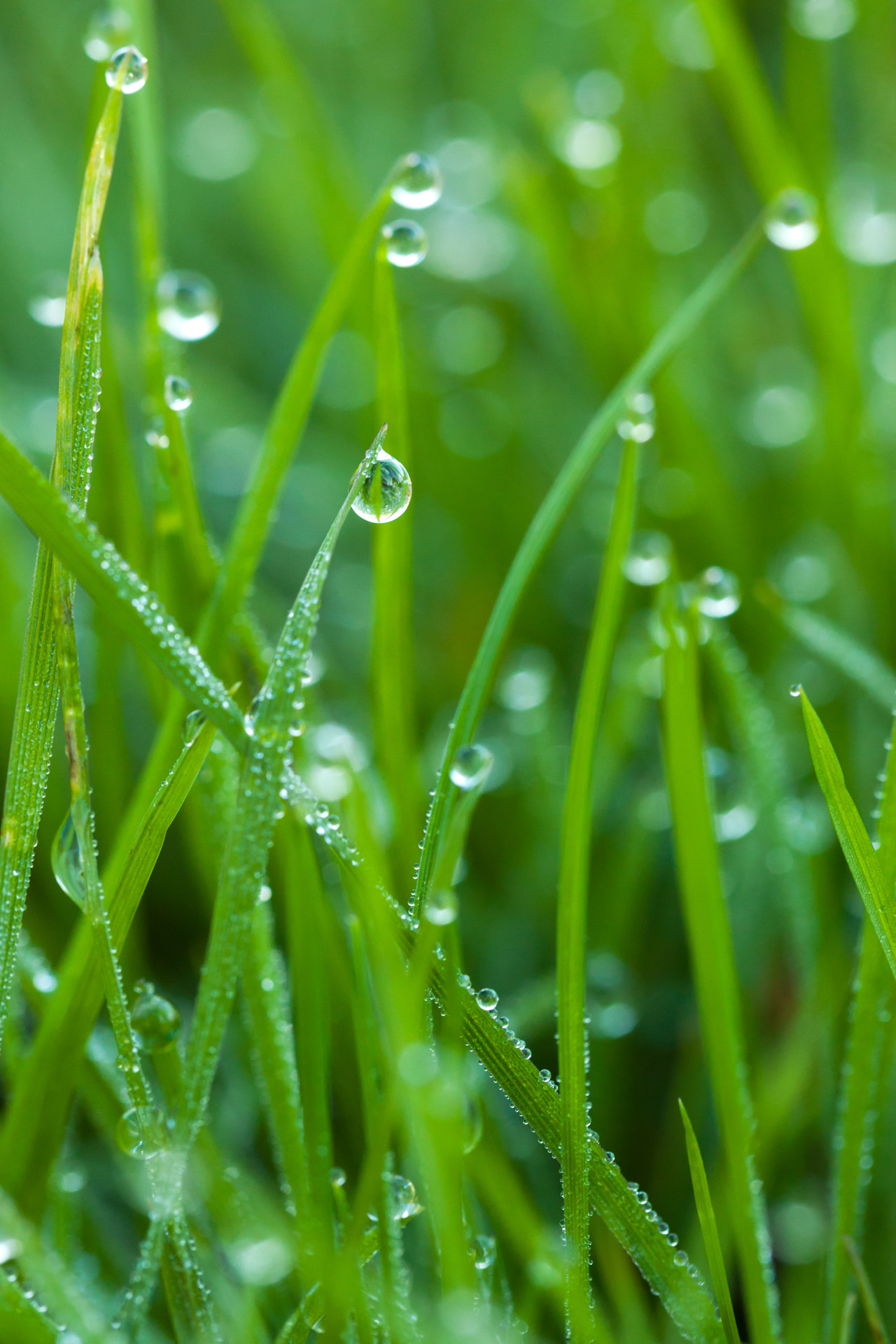 Morning Dew Free Stock Photo - Public Domain Pictures