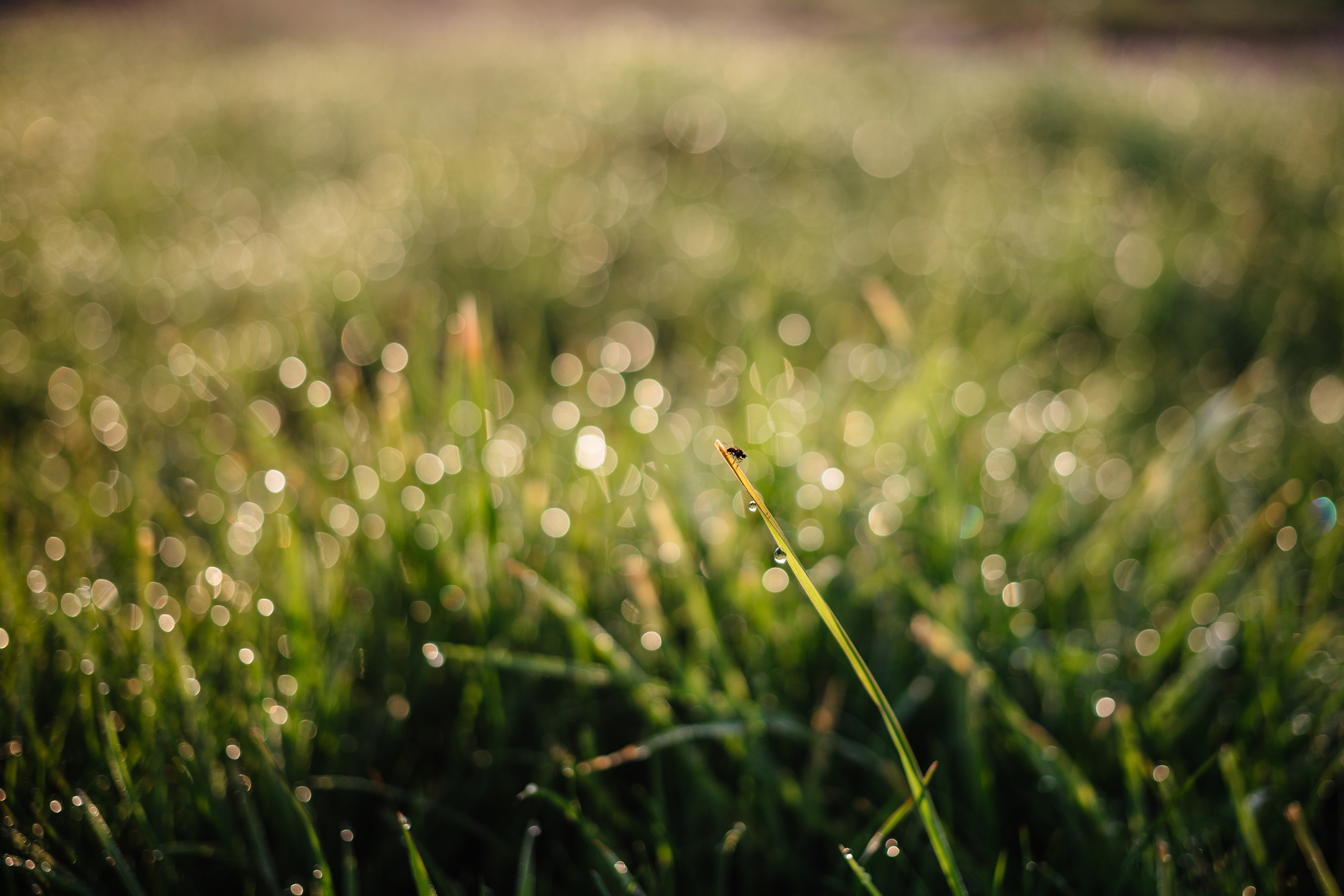 Morning dew on the grass, Background, Nature, Water, Surface, HQ Photo