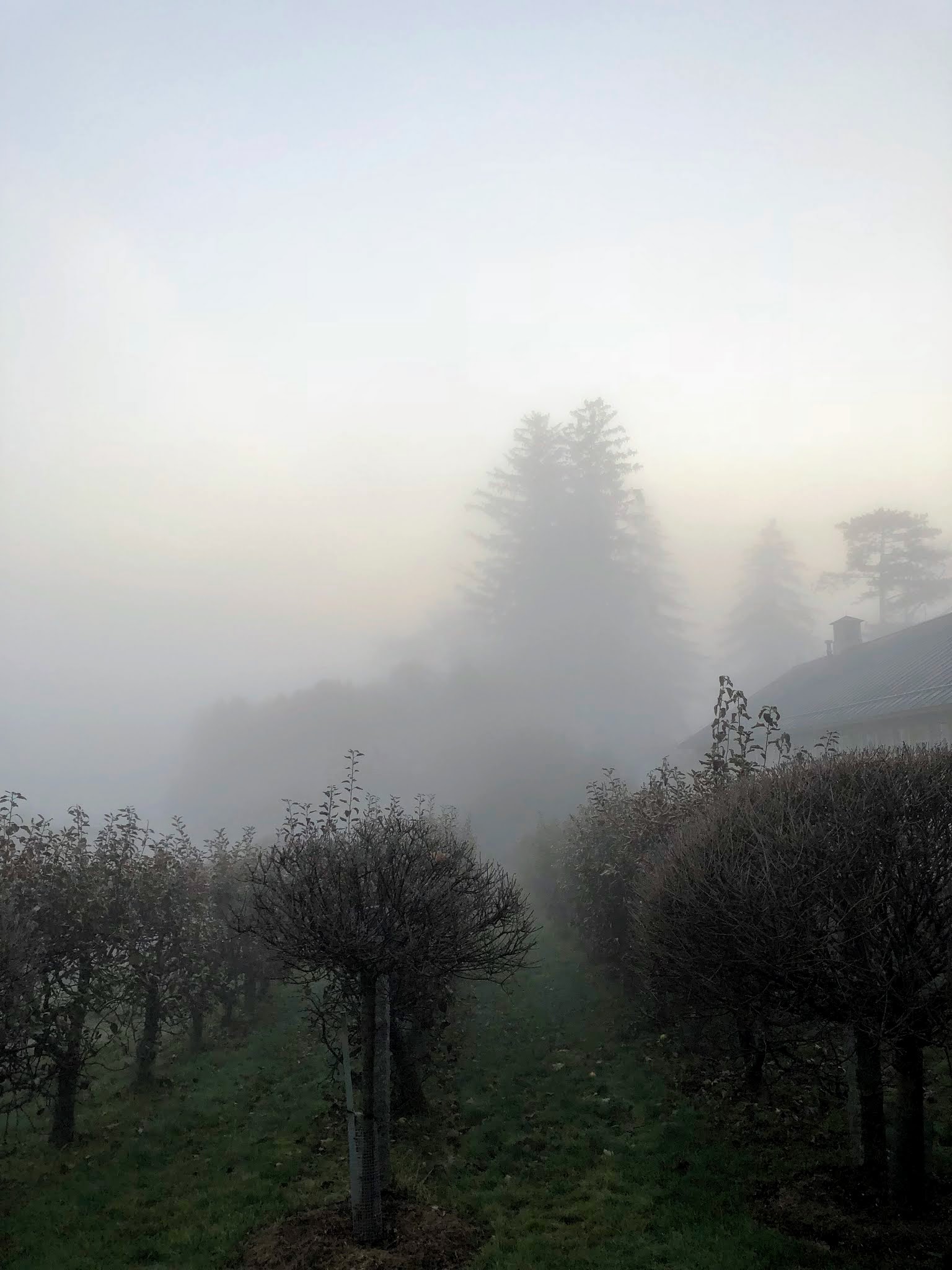 Early Morning Fog at the Farm - The Martha Stewart Blog