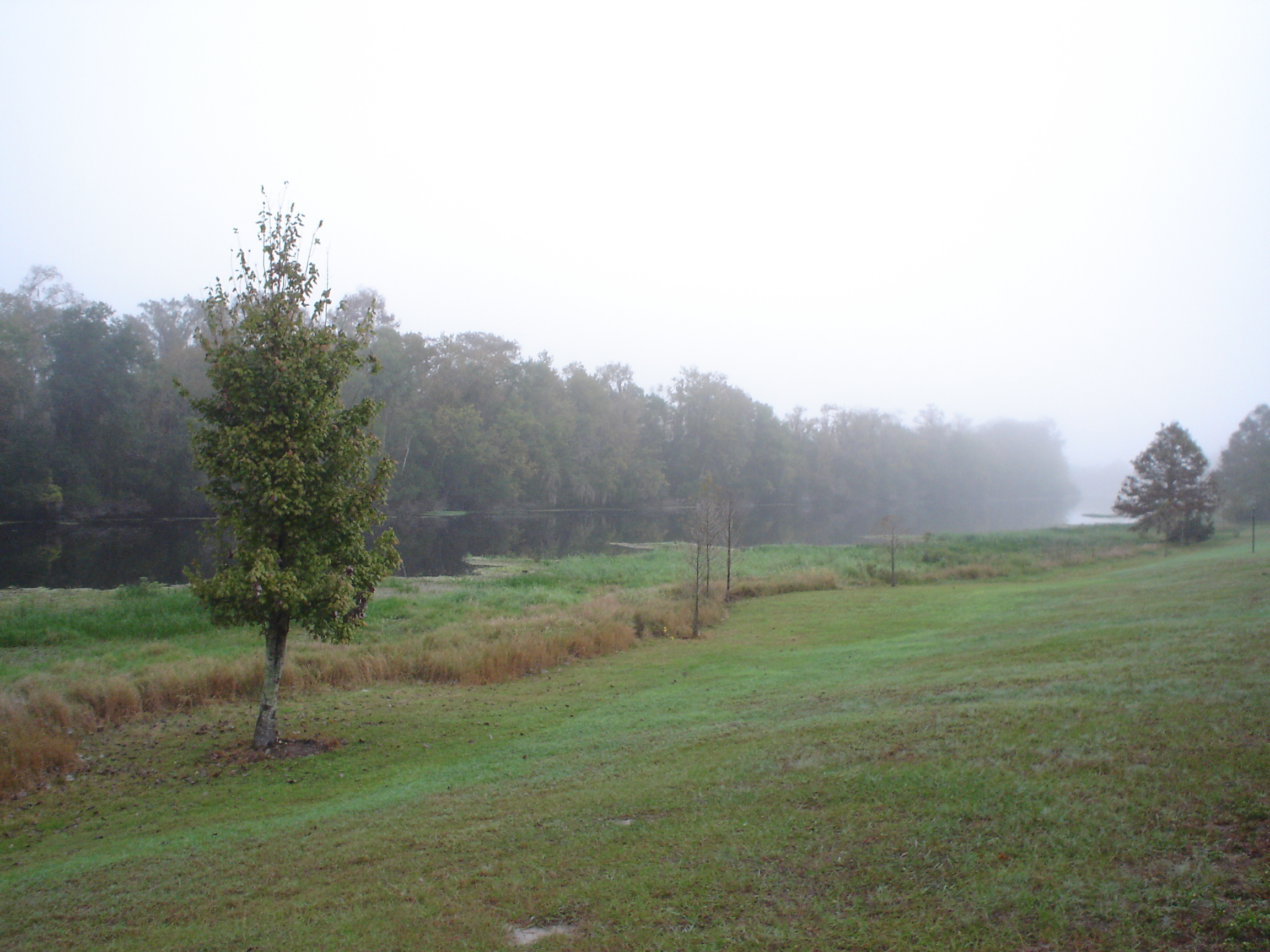 Morning fog photo
