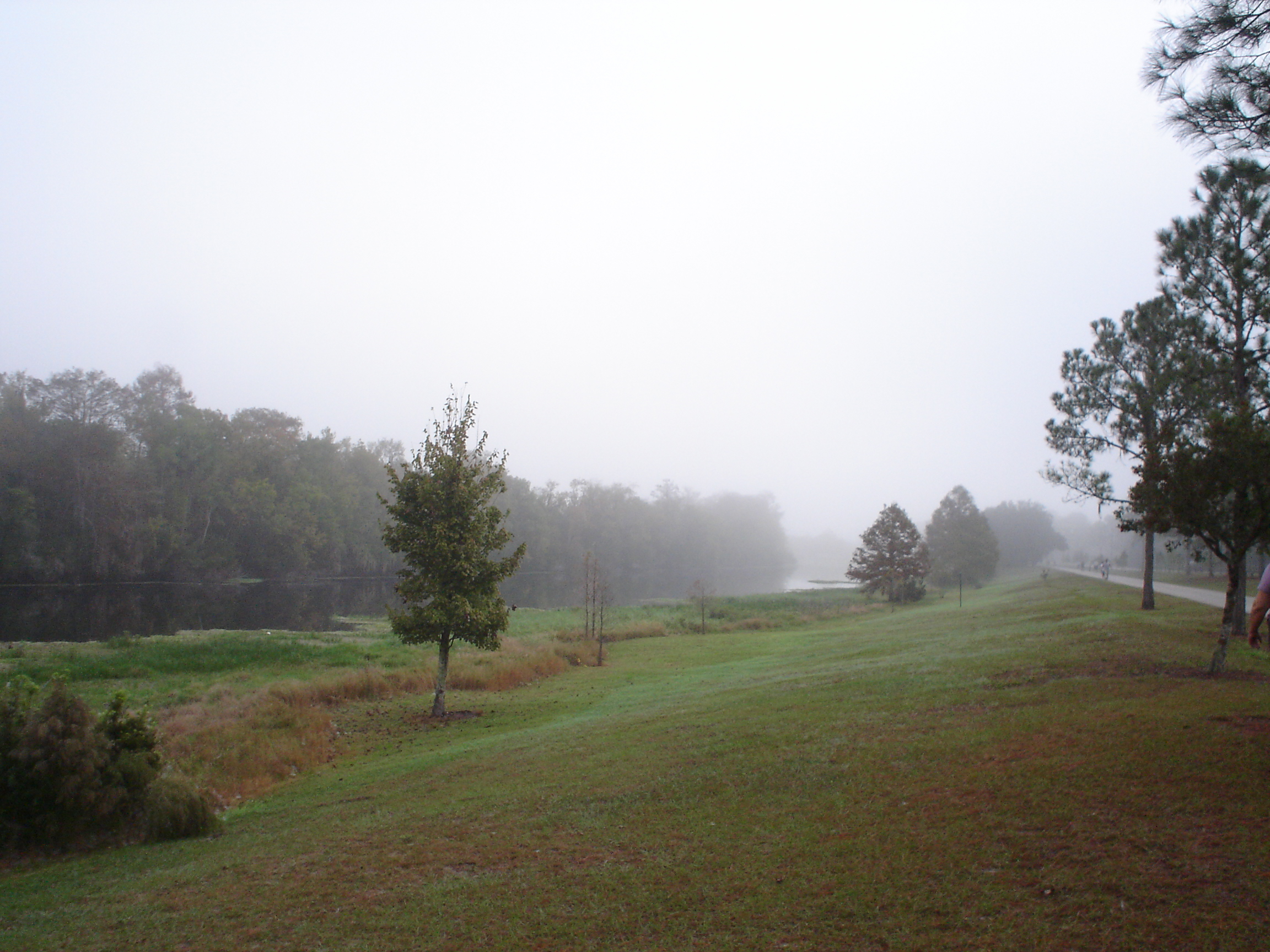Morning Fog, Dew, Fields, Fog, Green, HQ Photo
