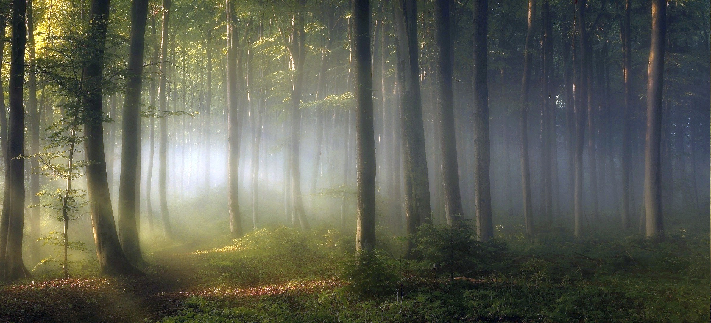 morning, Forest, Shrubs, Sunrise, Trees, Path, Mist, Leaves, Green ...