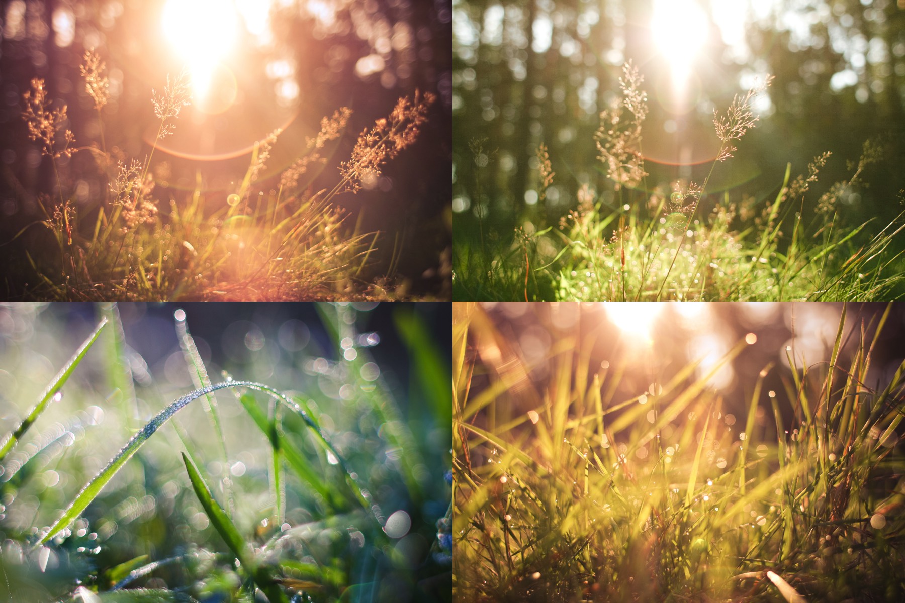 Morning Forest Photo Collection by picjumbo