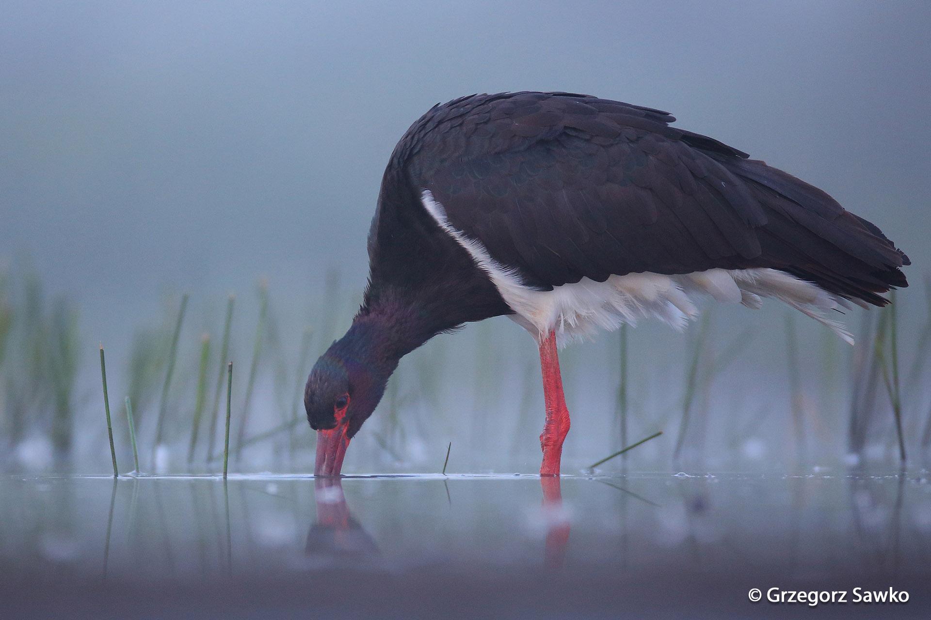 Black Stork (Ciconia nigra) A Black stork early september morning ...