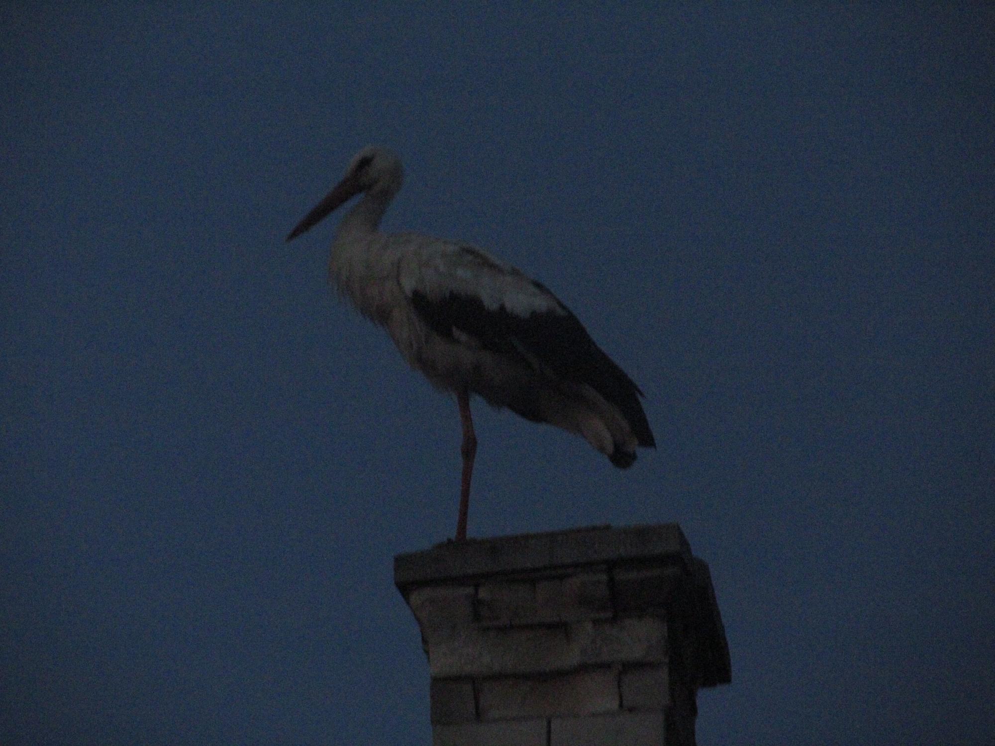 White Stork (Ciconia ciconia) evening came to our house chimney; but ...