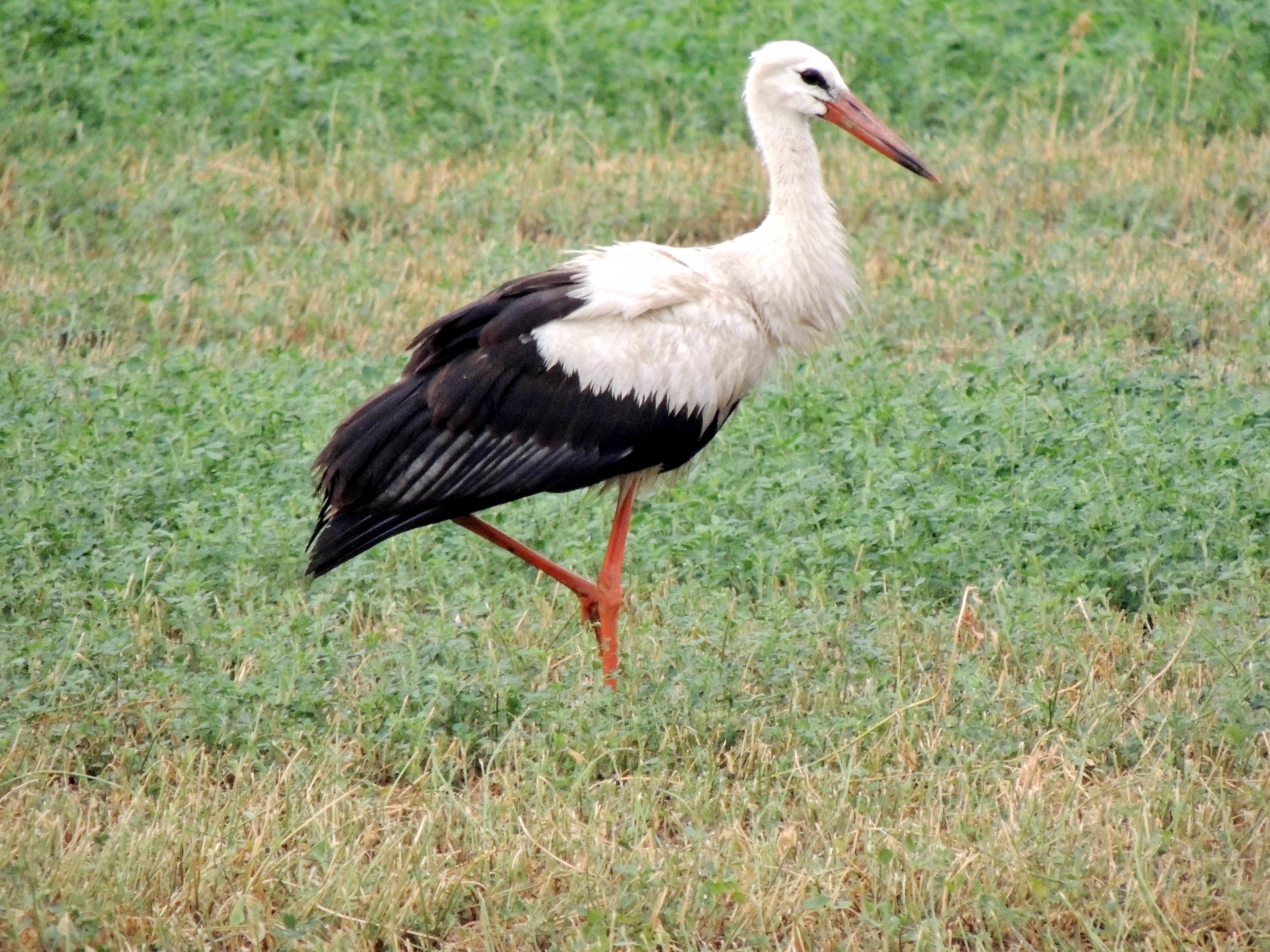 White Stork | Cyprus Birding Tours