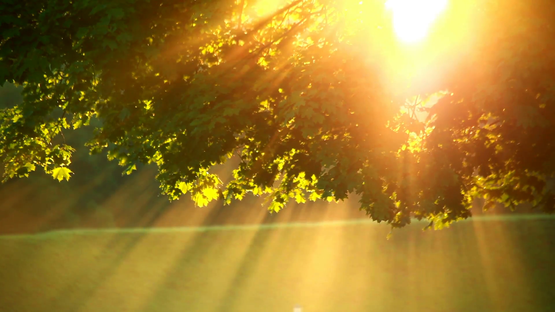 Sunlight through tree in foggy morning. Sun rays through tree leaves ...