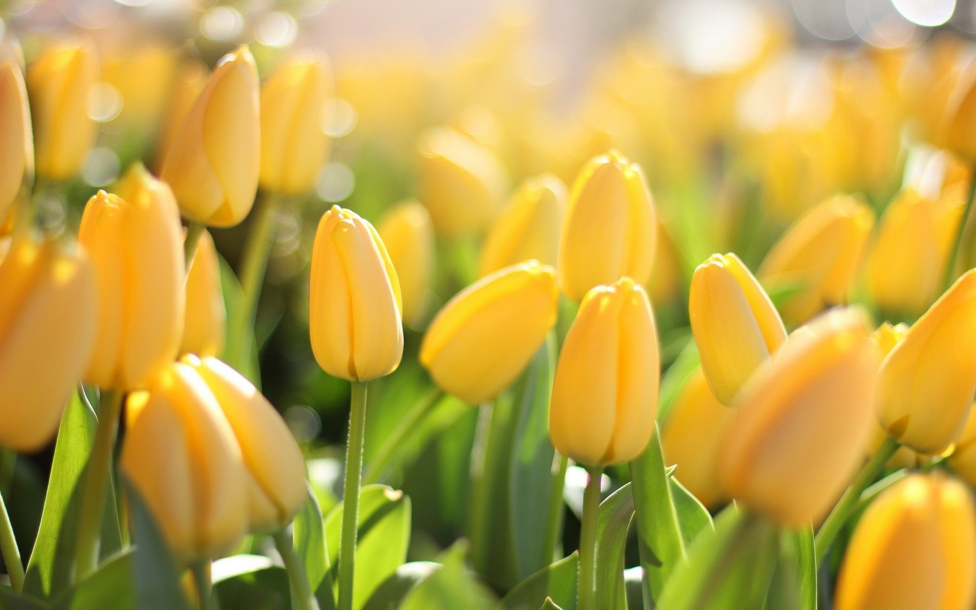 Morning sun shine on tulip flowers garden - New hd wallpaperNew hd ...