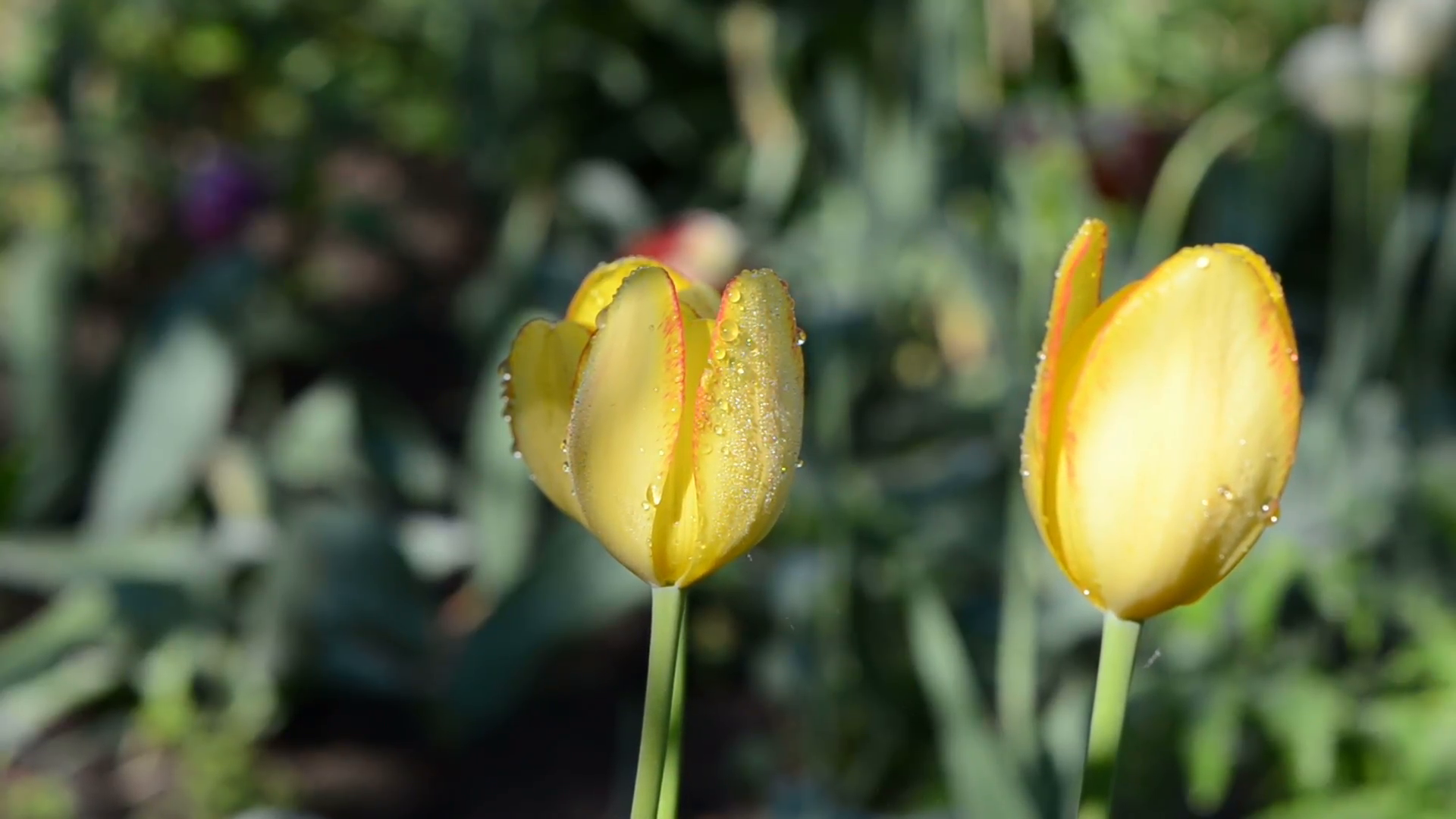 morning dew water drops on three yellow tulip flower buds bloom ...