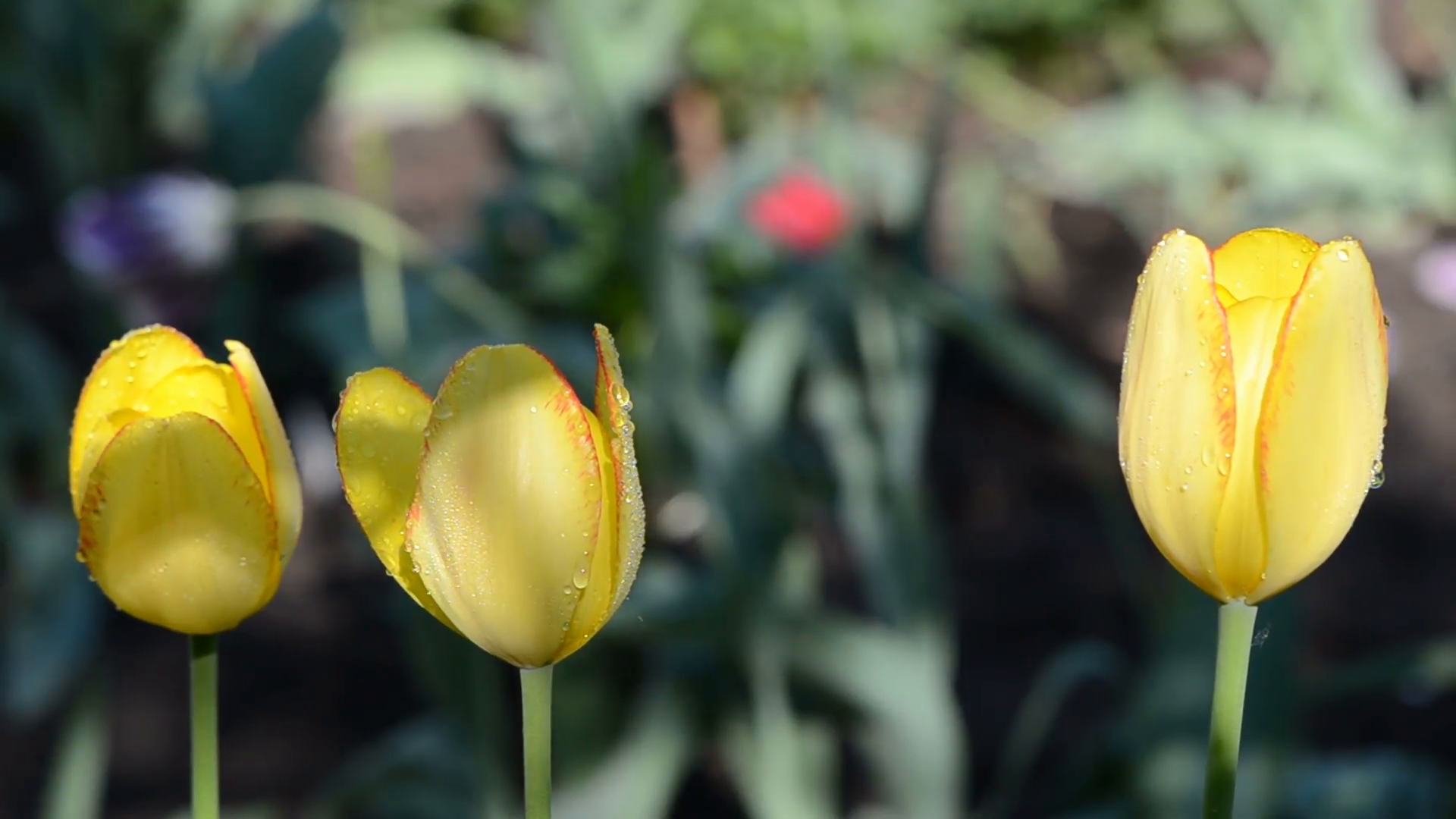 closeup of yellow tulip flower blooms and morning dew water drop ...