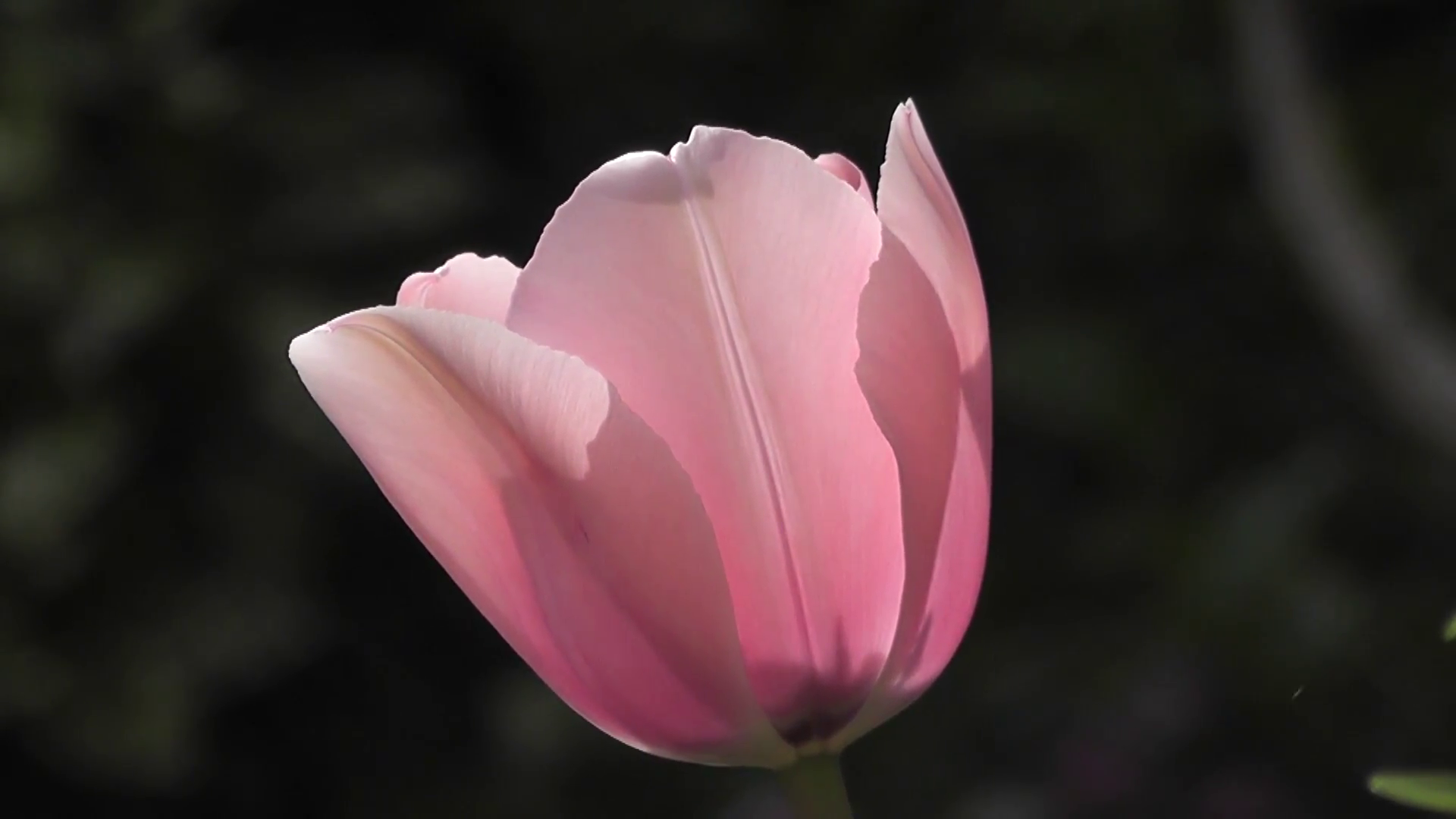 Close up Delicate Pink Tulip Flower in soft Morning Light Stock ...