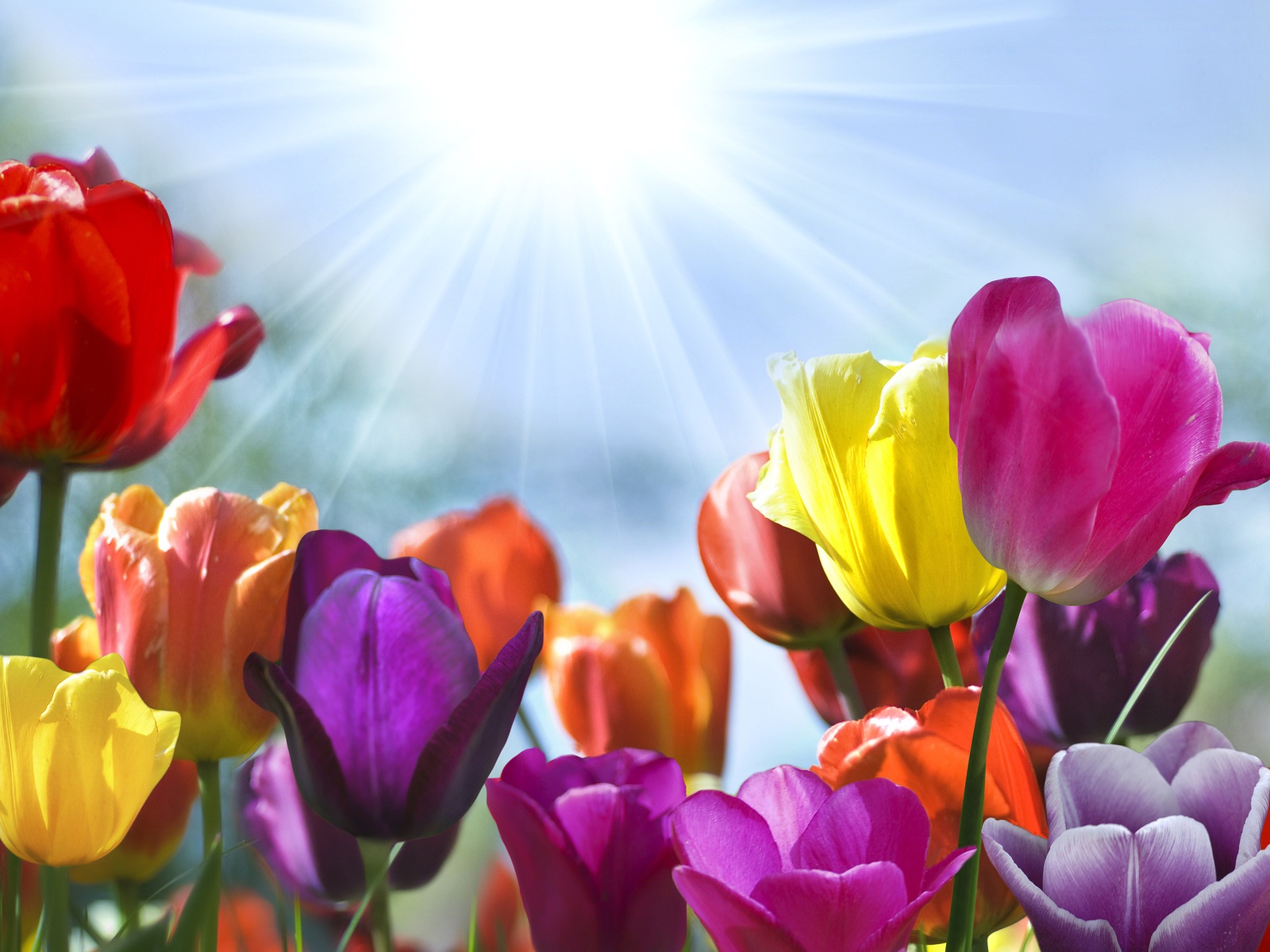 Tulip flowers and morning sunshine wallpaper | HD Wallpapers Rocks