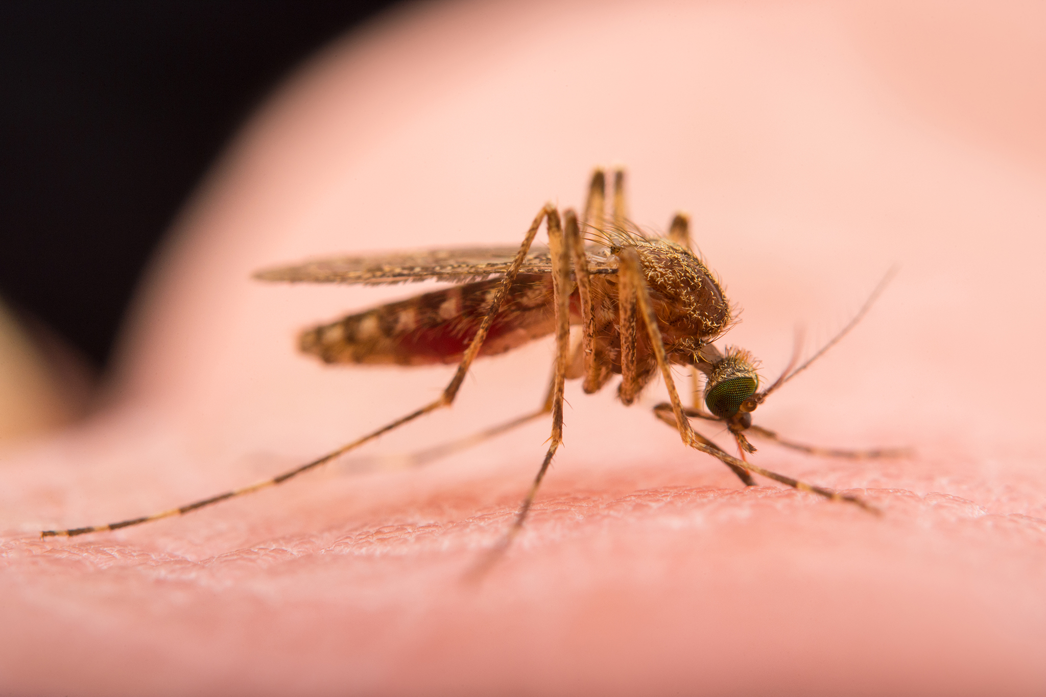 First-Ever Evidence That Mosquitoes Can Be Trained