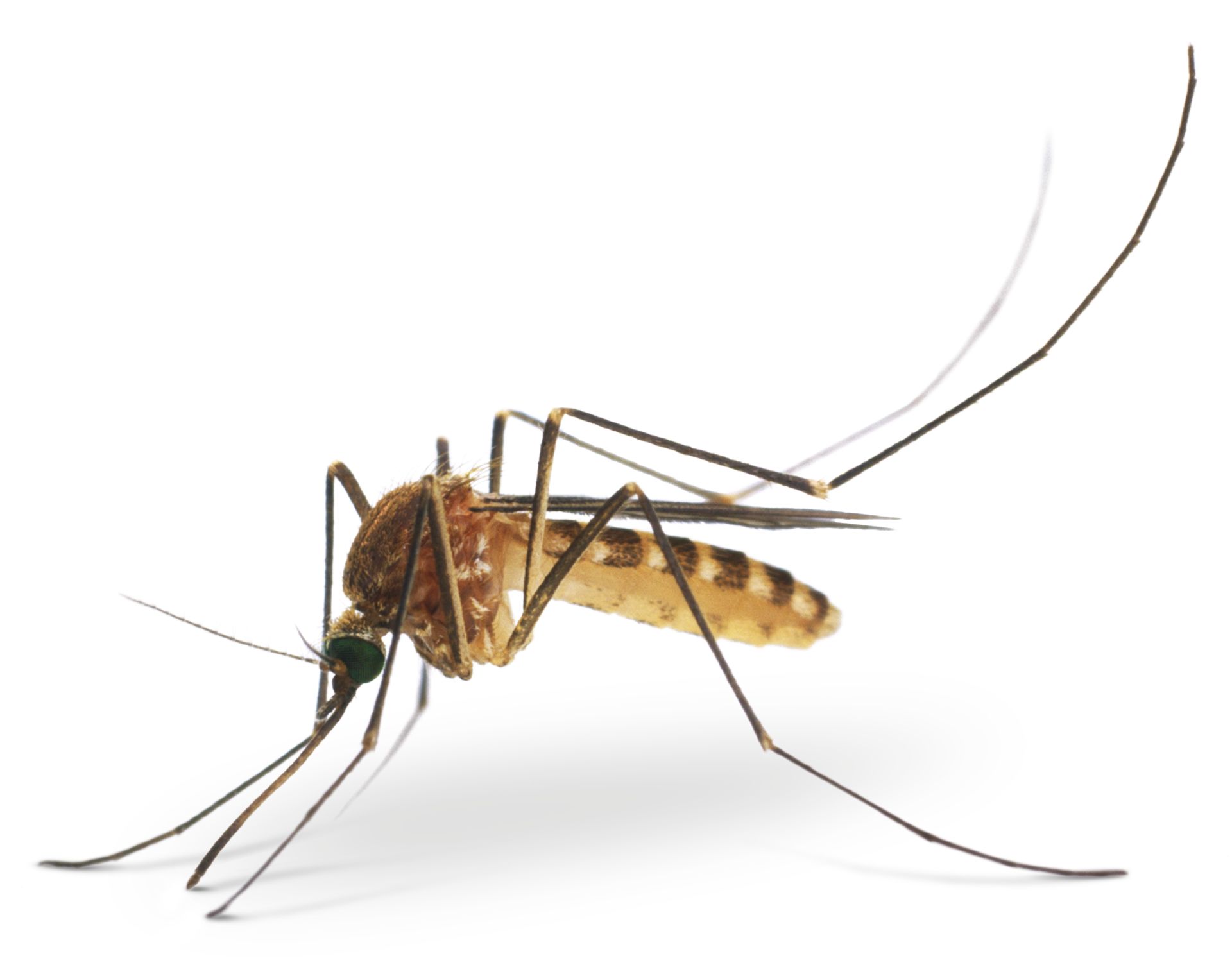 Mosquito Facts | Are Mosquitoes Dangerous | DK Find Out
