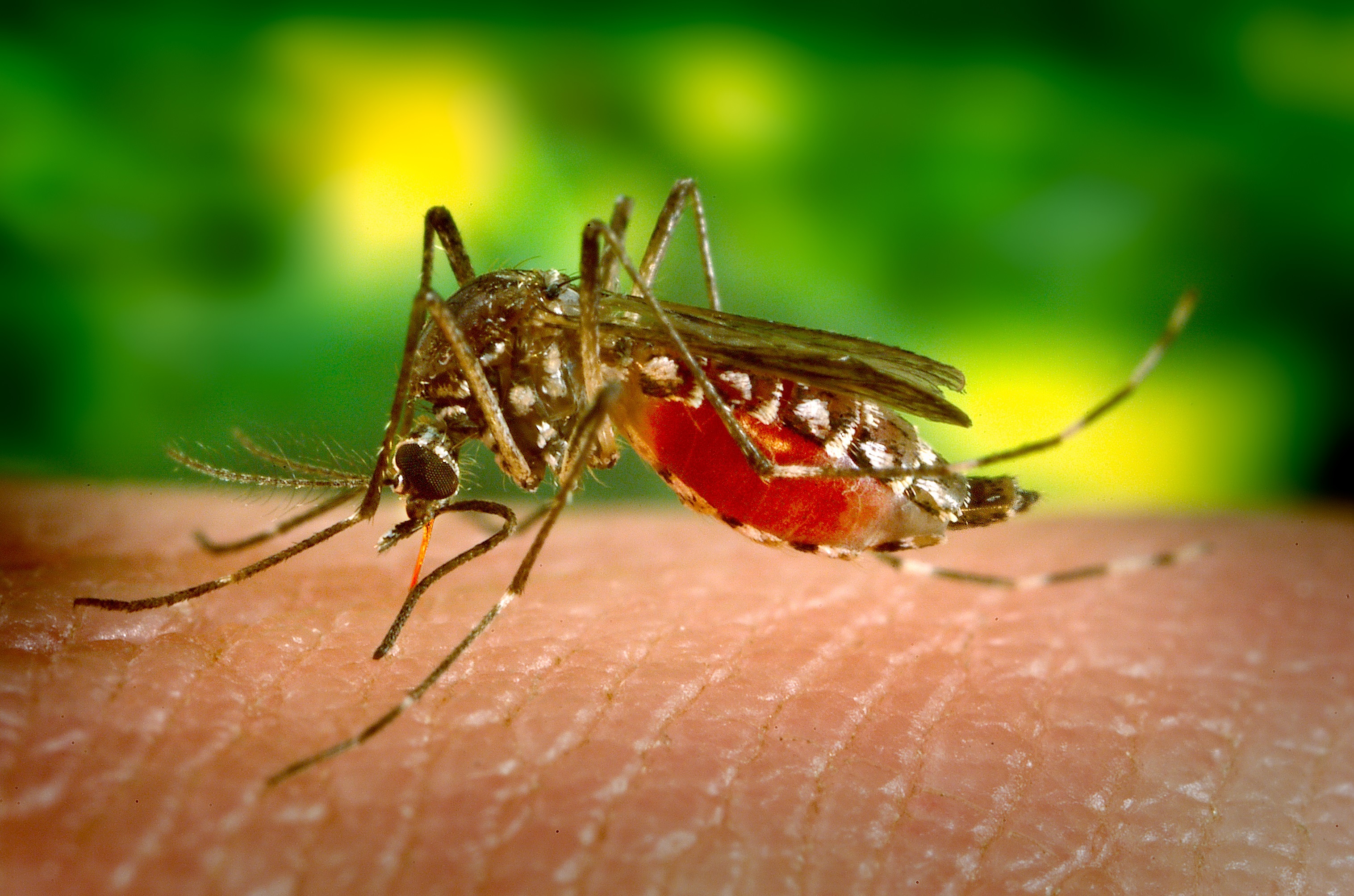 Mosquito closeup photo